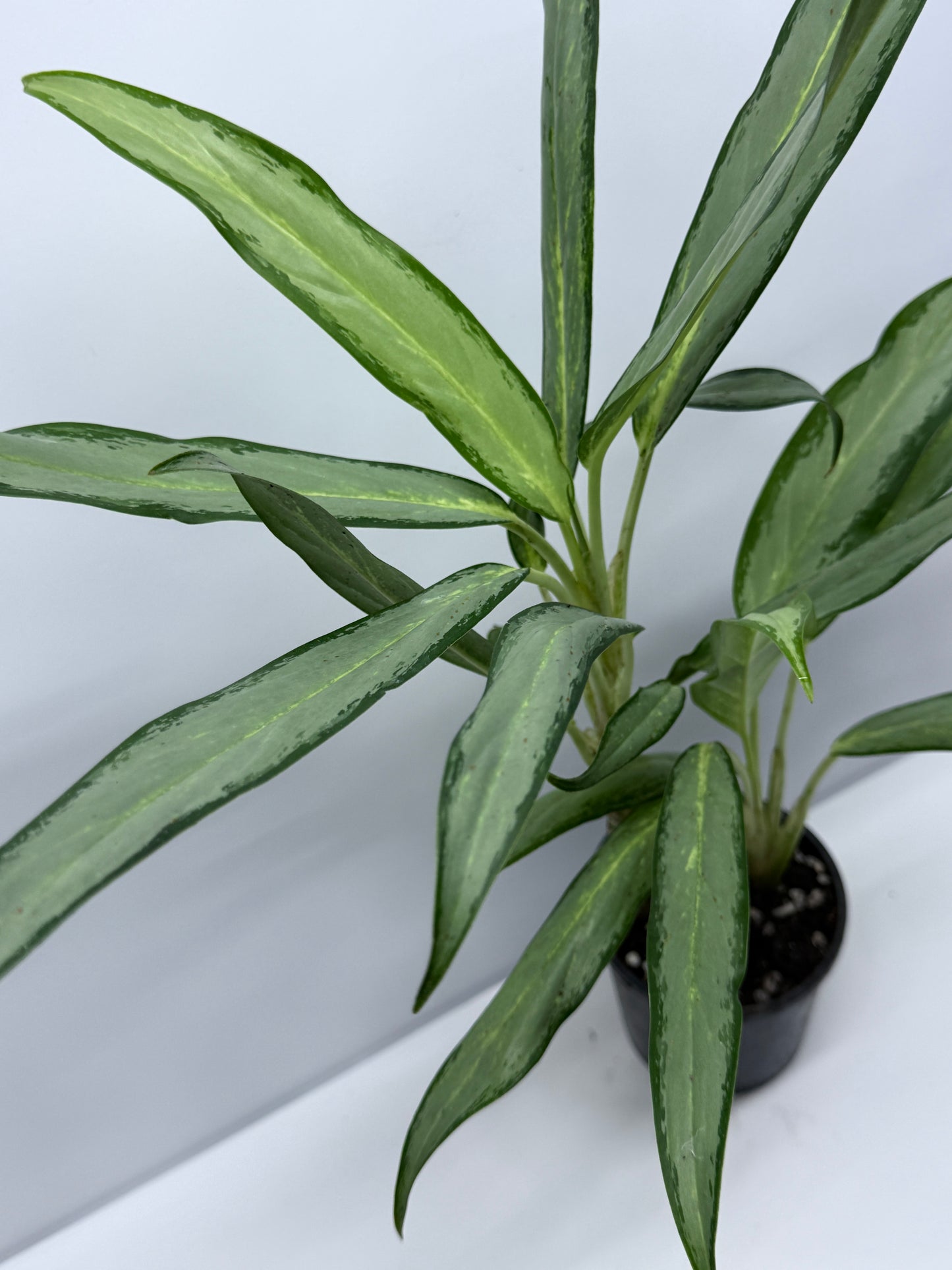 Aglaonema White Lance S12