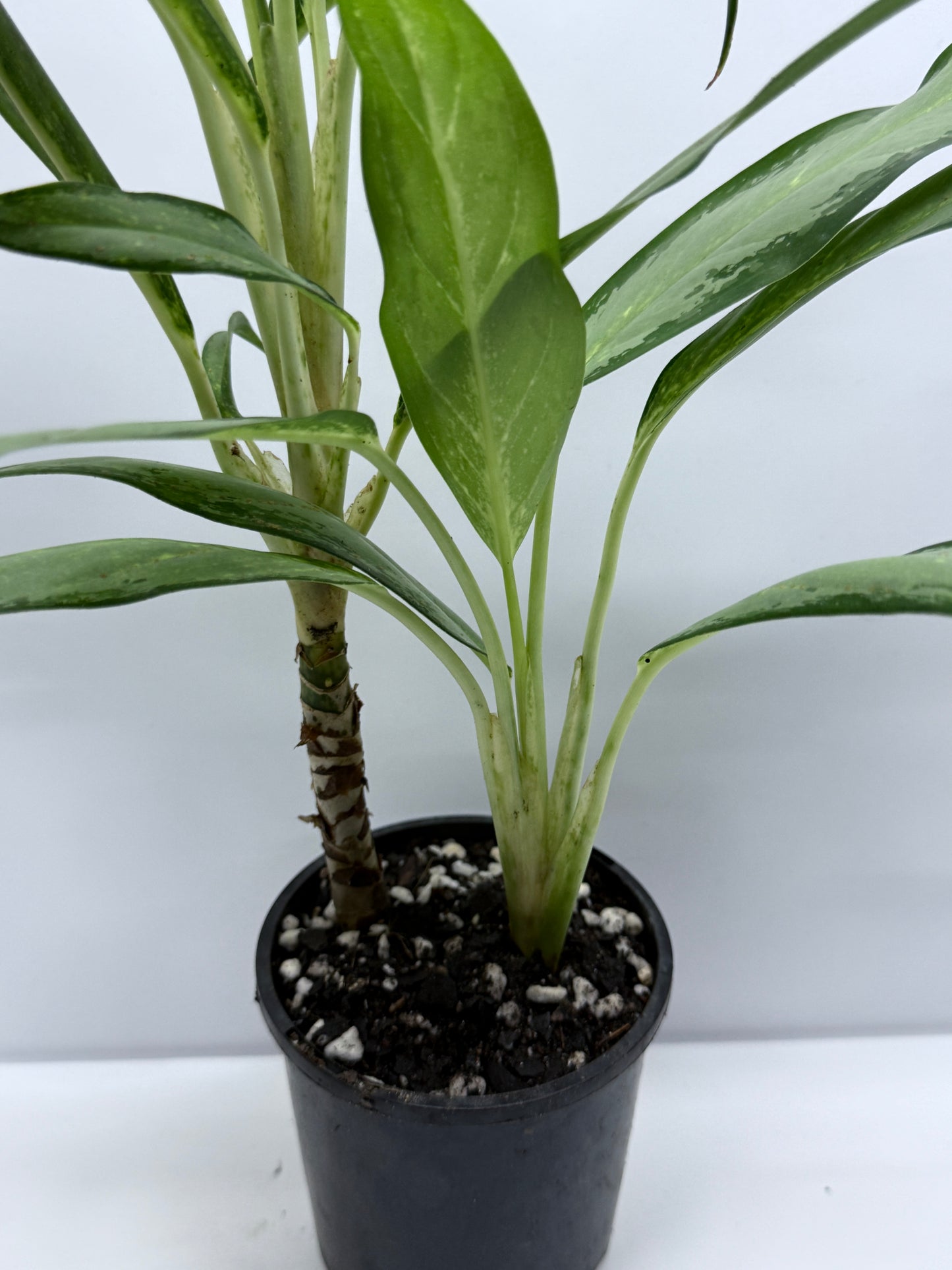 Aglaonema White Lance S12