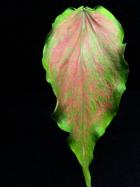 Caladium Hybrid F48