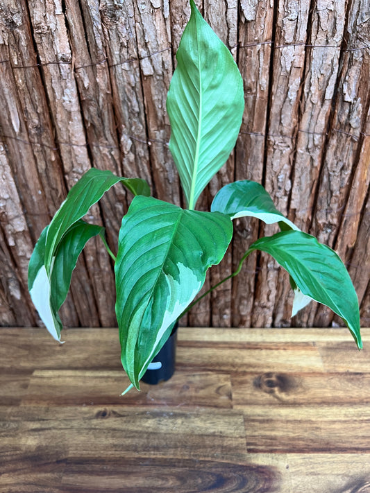 Spathiphyllum Picasso Variegated Peace Lilly D21