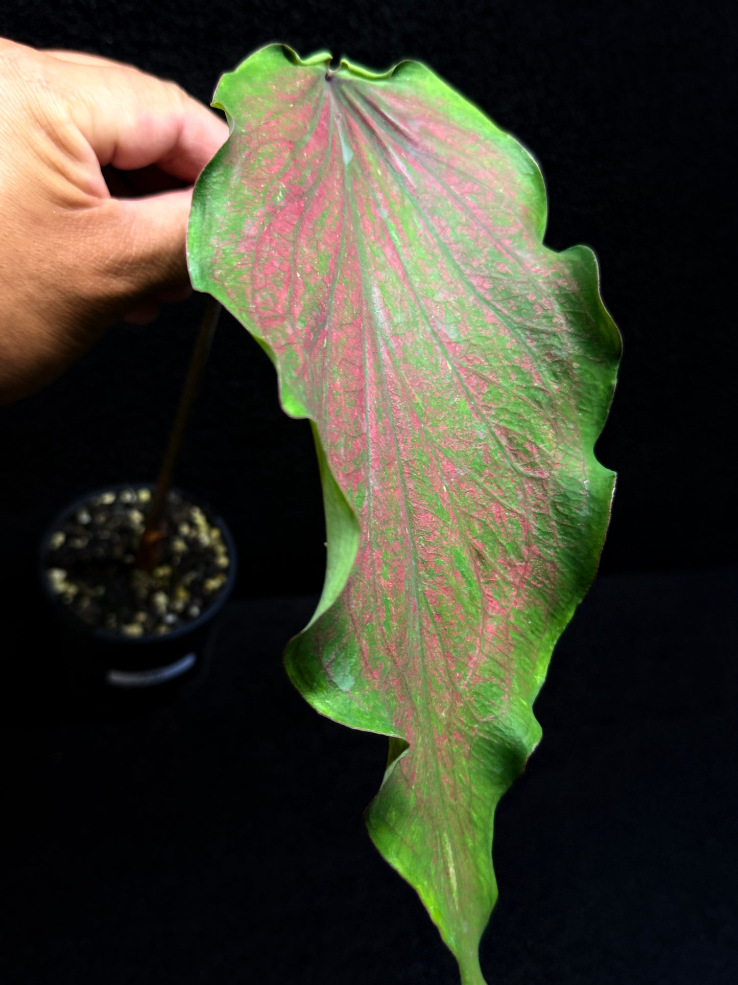 Caladium Hybrid F48