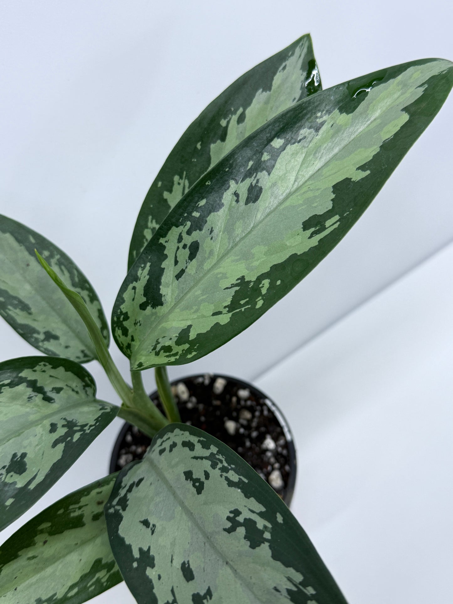 Aglaonema Jubilee - Rarely Offered S14