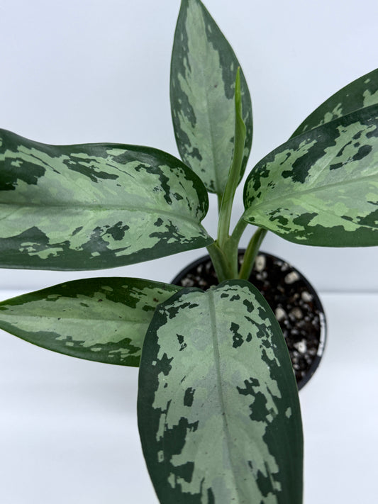 Aglaonema Jubilee - Rarely Offered S14