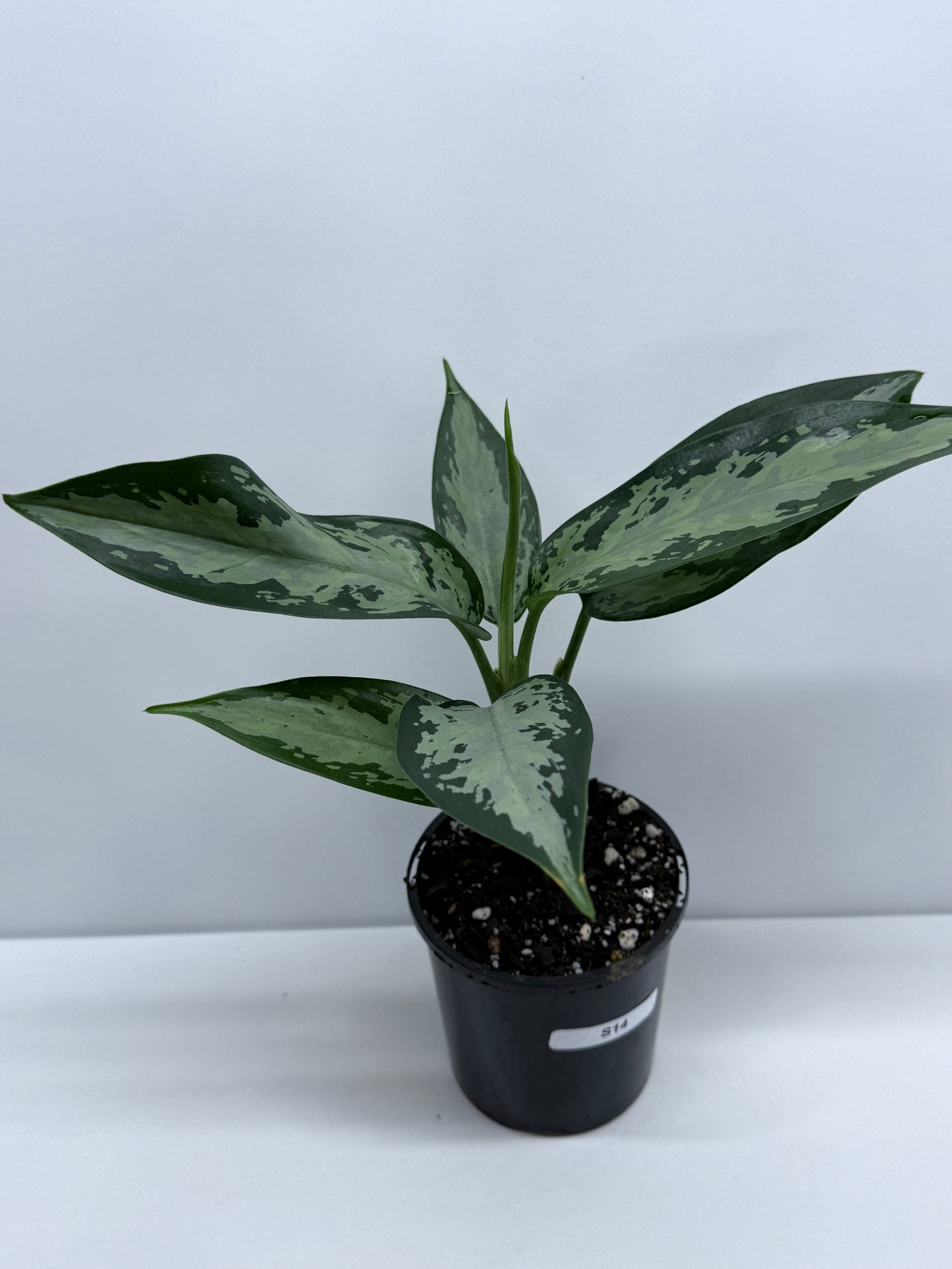 Aglaonema Jubilee - Rarely Offered S14