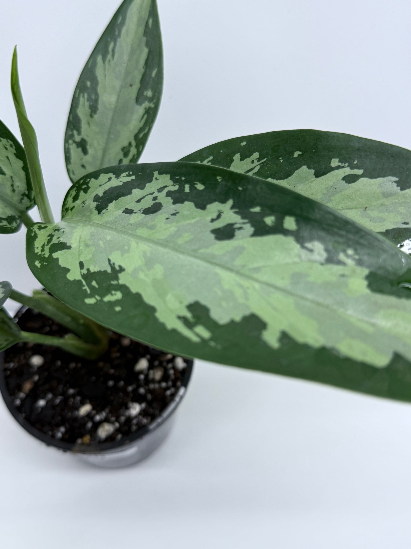 Aglaonema Jubilee - Rarely Offered S14