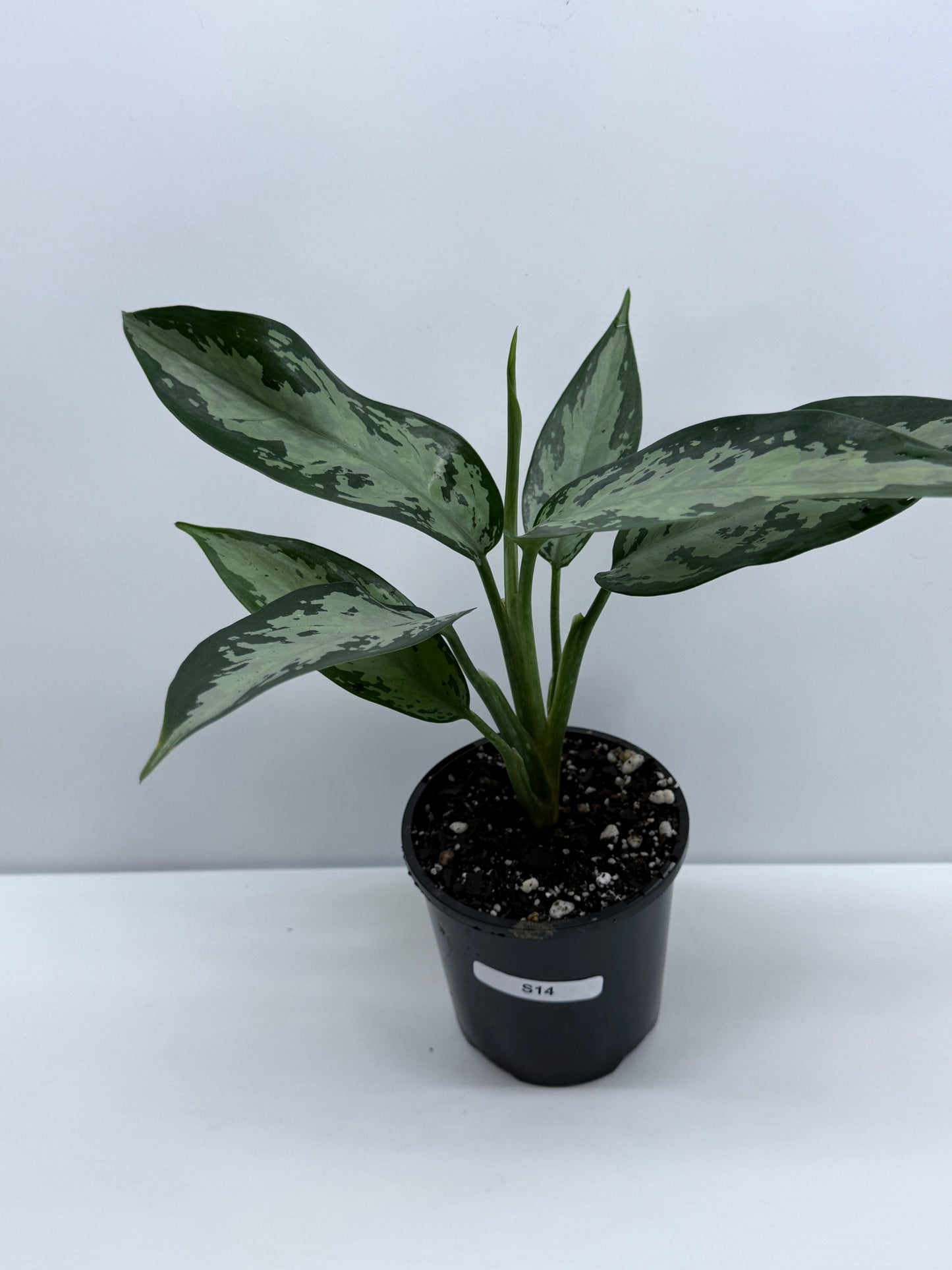 Aglaonema Jubilee - Rarely Offered S14