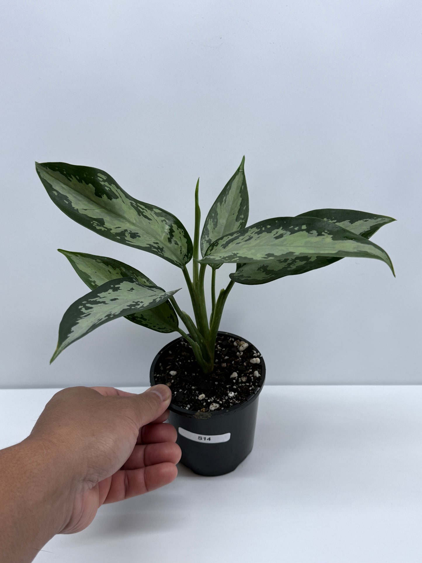 Aglaonema Jubilee - Rarely Offered S14