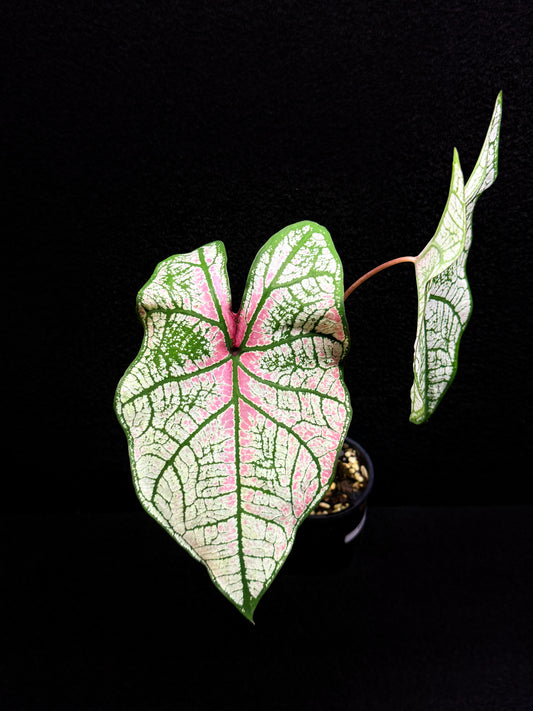 Caladium Hybrid F51