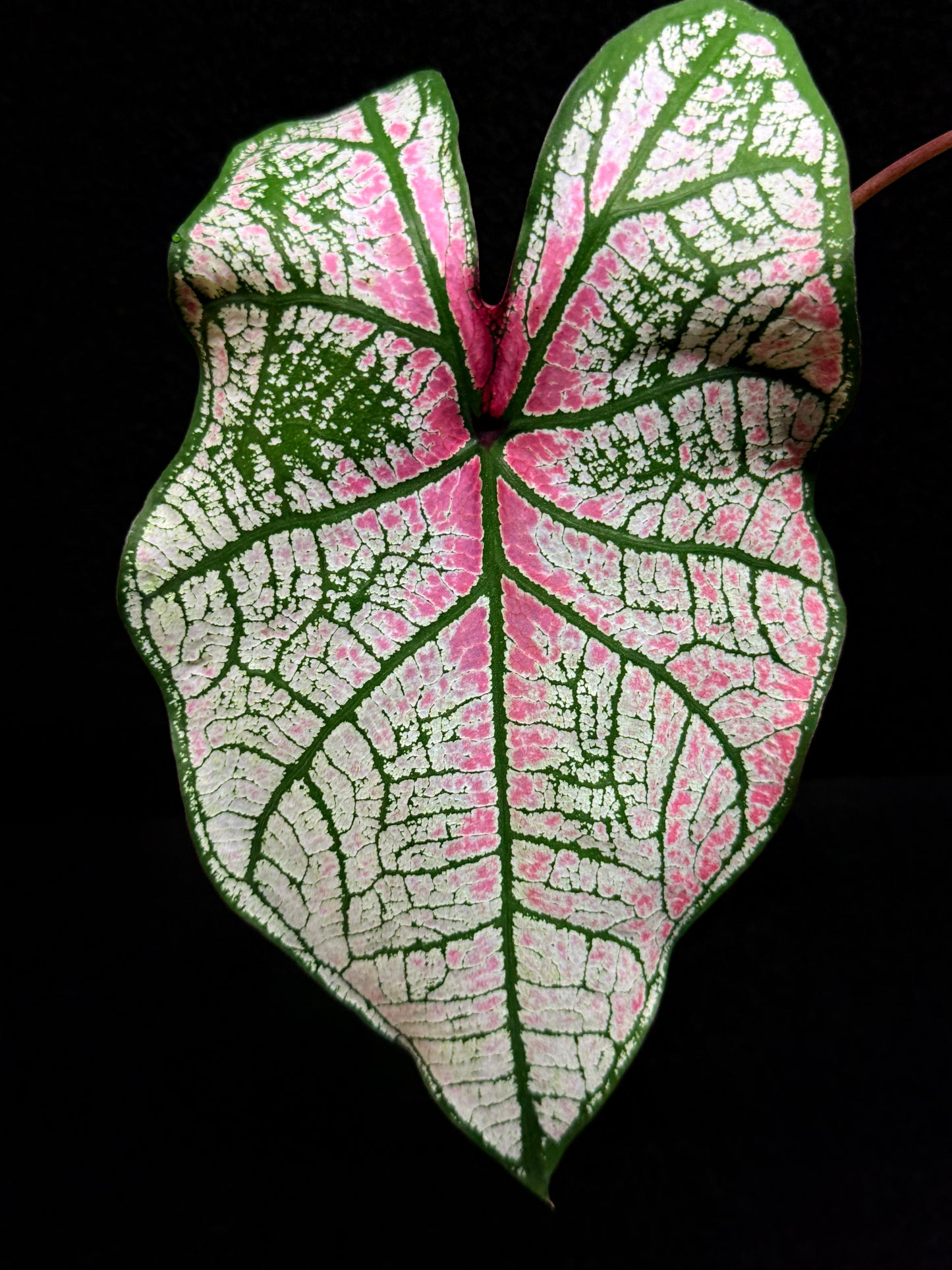 Caladium Hybrid F51