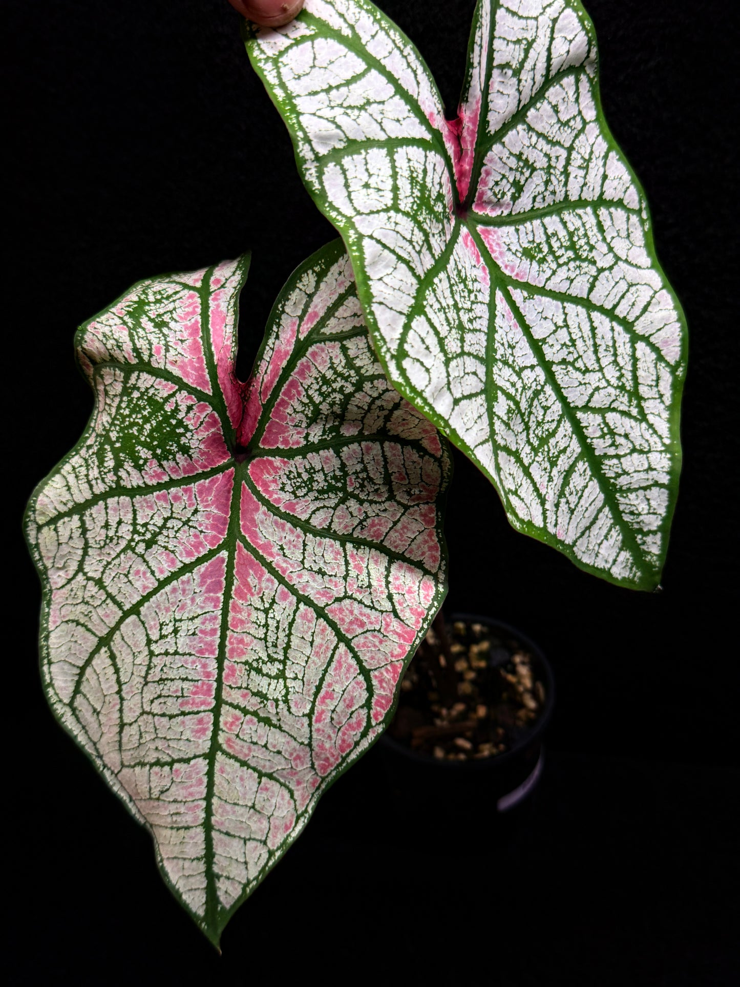 Caladium Hybrid F51