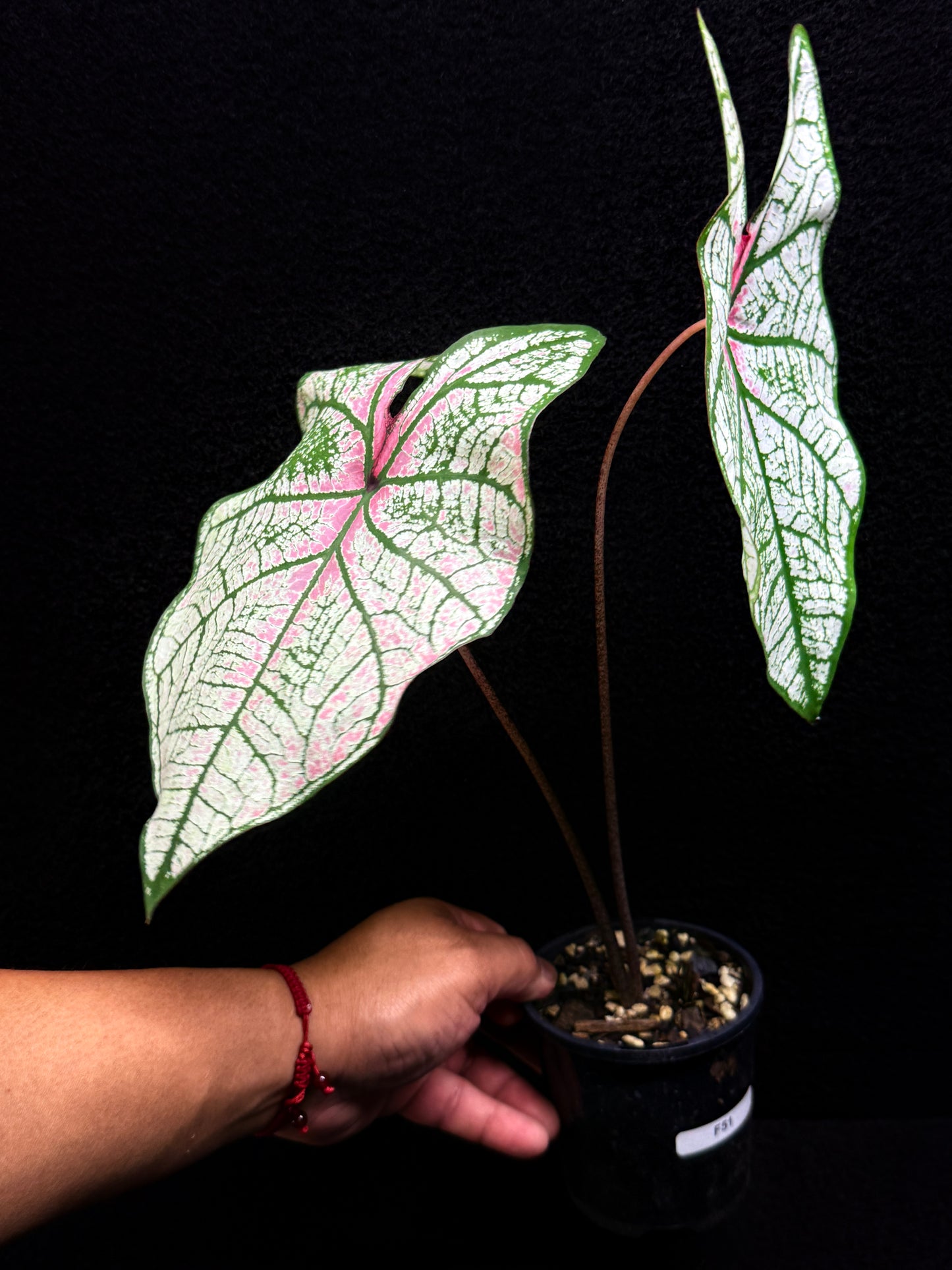 Caladium Hybrid F51