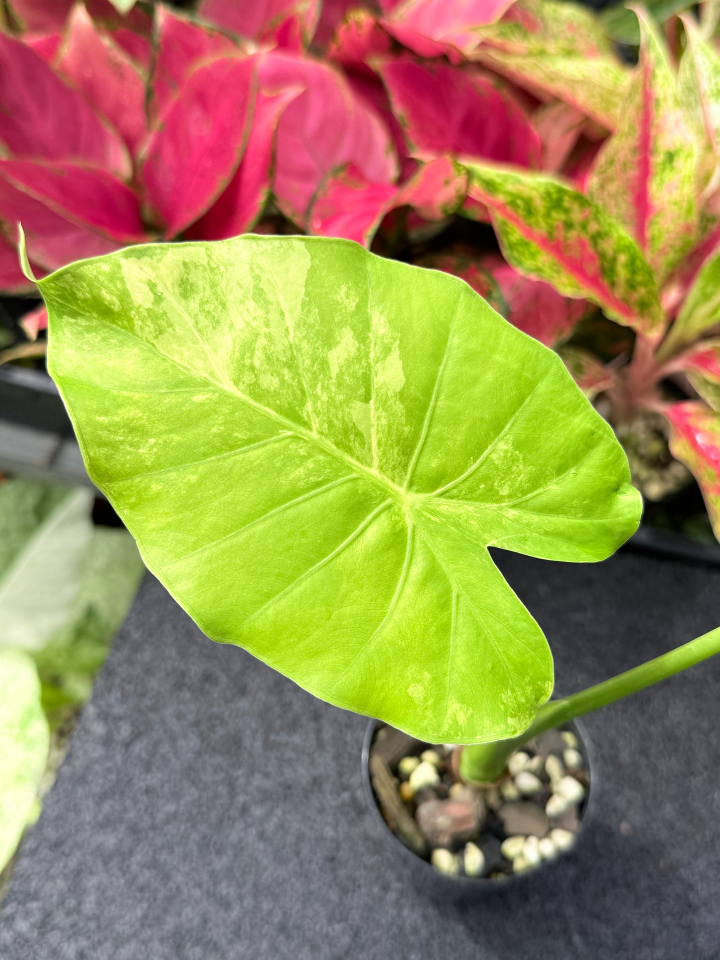 Alocasia 'Gageana Aurea' J39