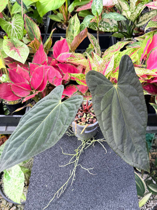 Anthurium 'Pap x BC x PxD (CAS) Hybrid L18