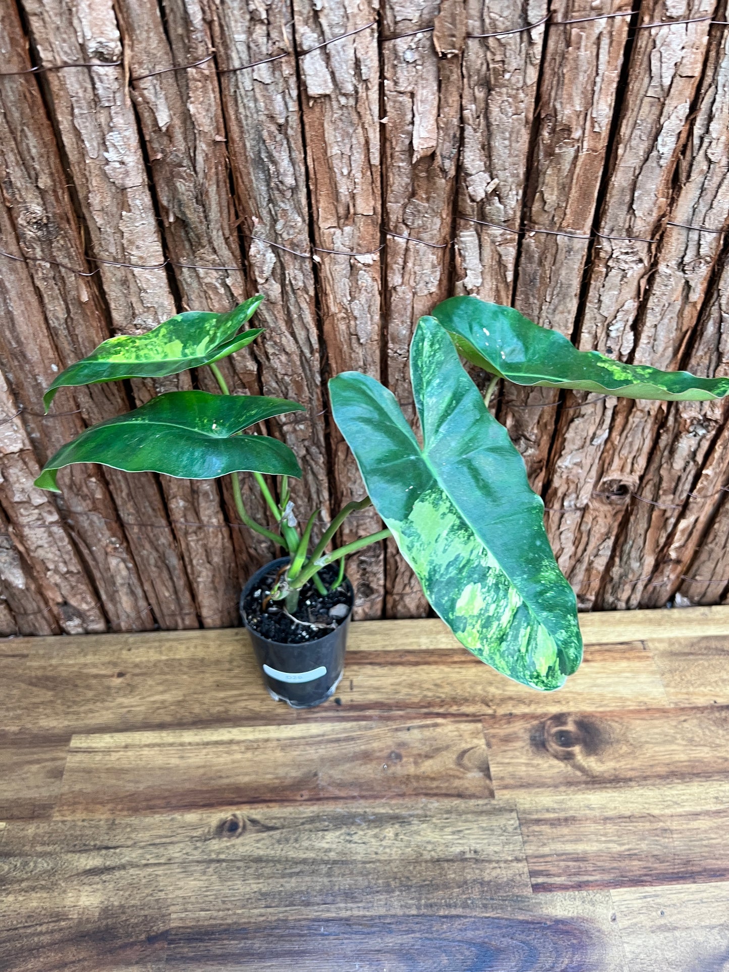 Philodendron Burle Marx Variegata D26