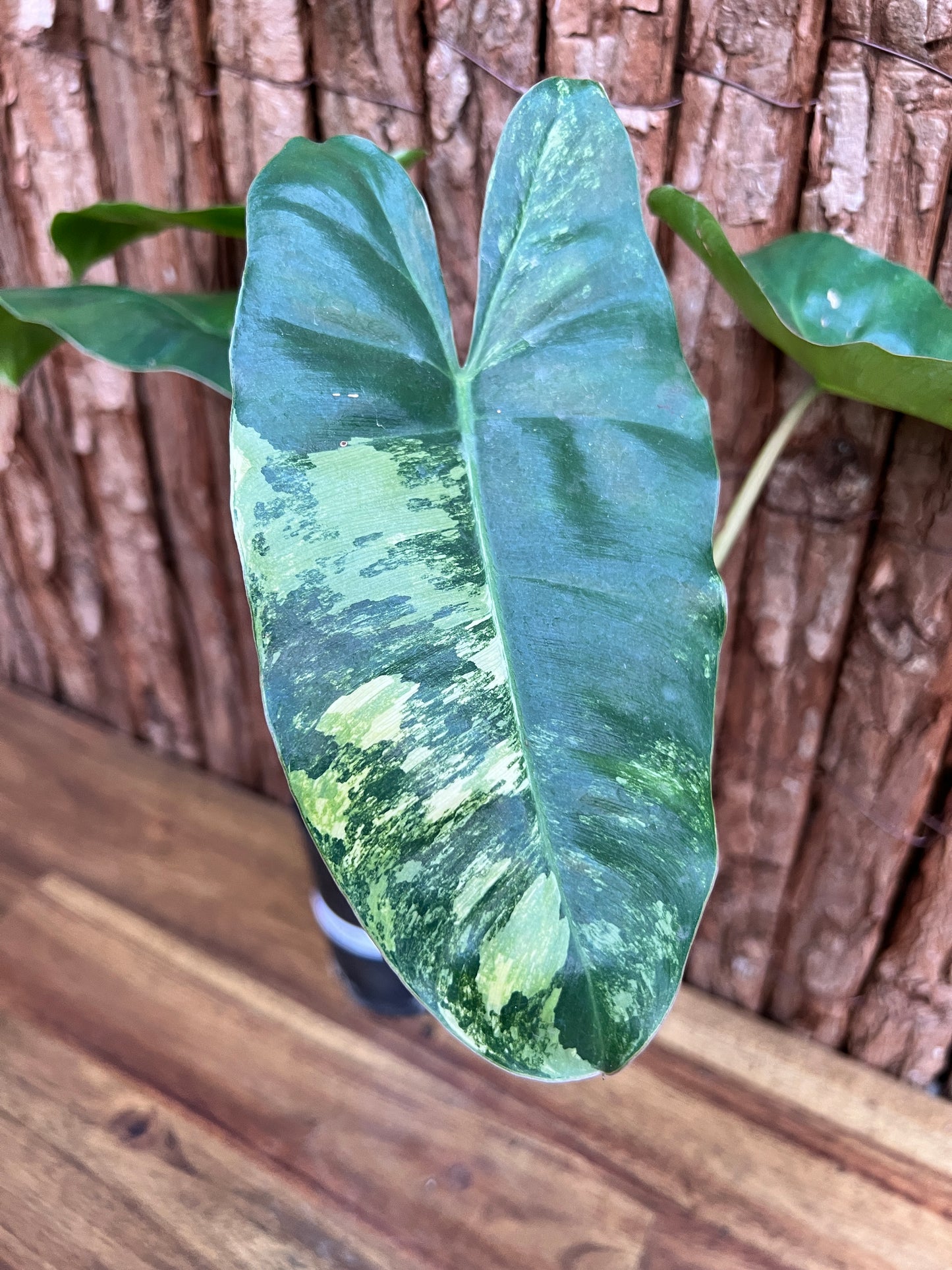 Philodendron Burle Marx Variegata D26