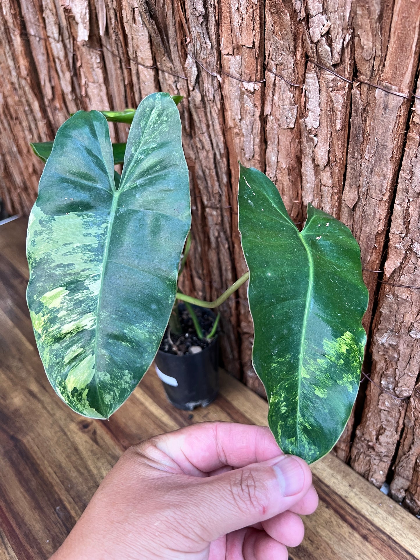 Philodendron Burle Marx Variegata D26