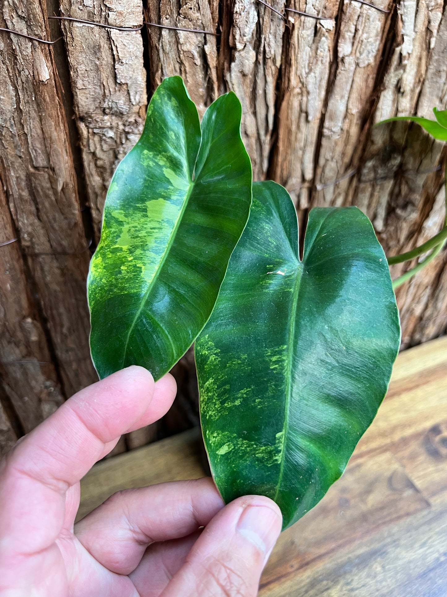 Philodendron Burle Marx Variegata D26