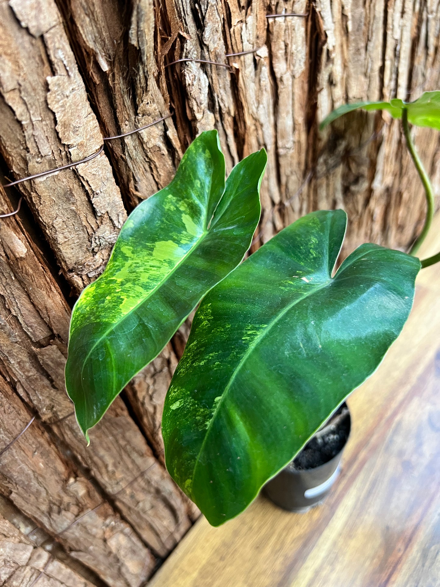 Philodendron Burle Marx Variegata D26