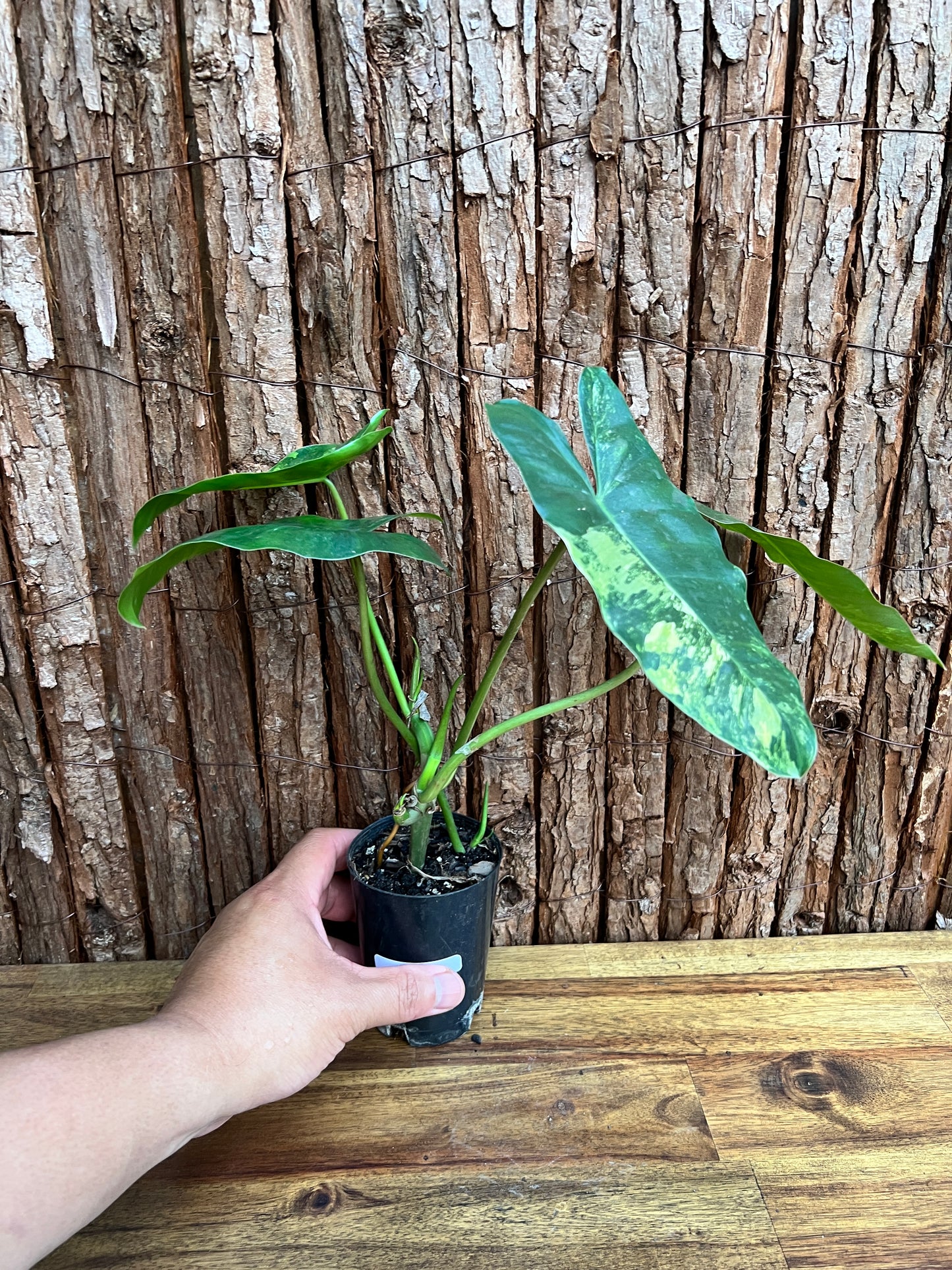 Philodendron Burle Marx Variegata D26