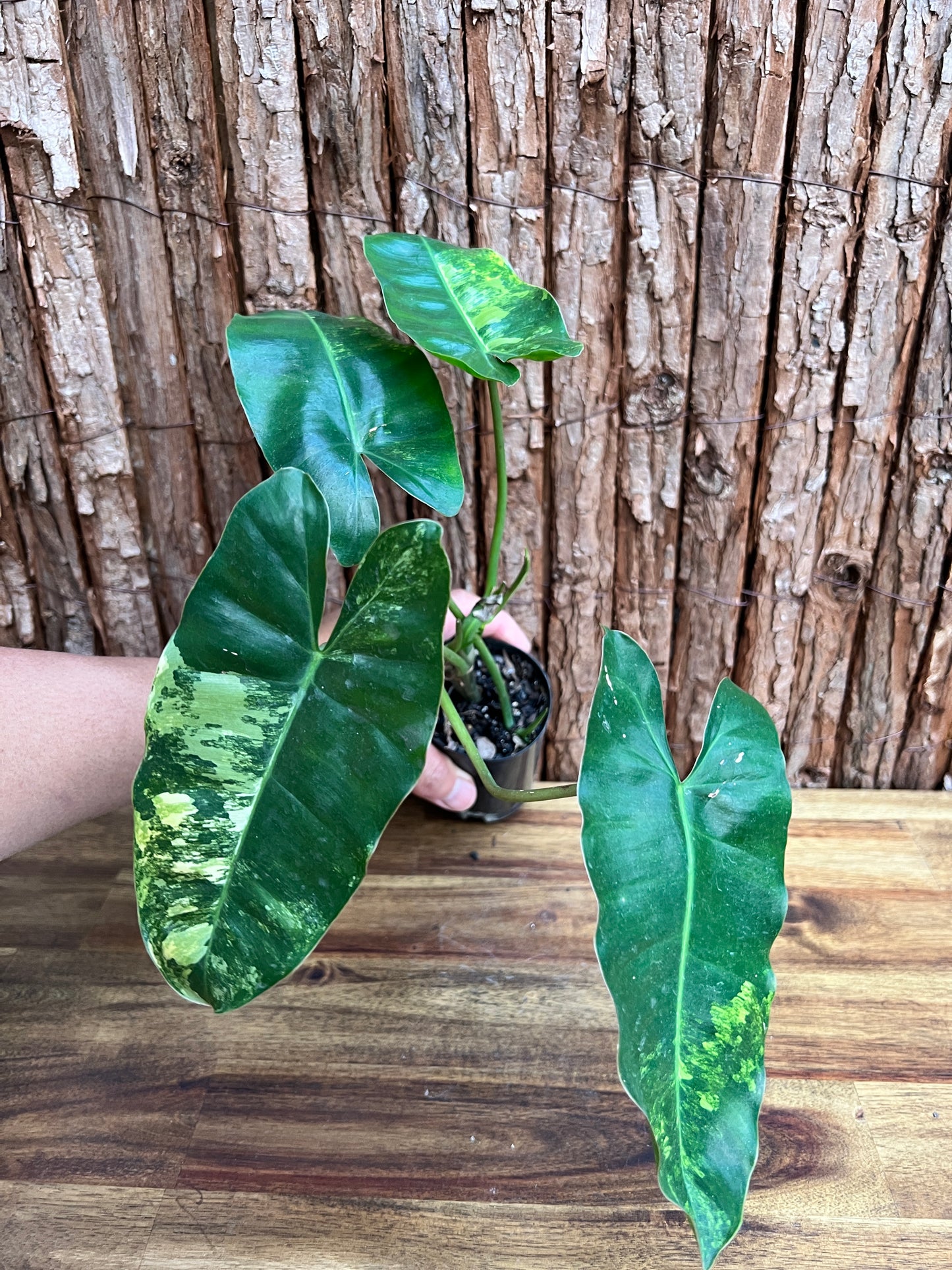 Philodendron Burle Marx Variegata D26