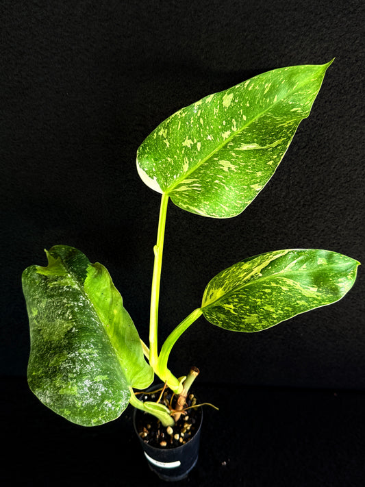 Philodendron 'Jose Buono' P49