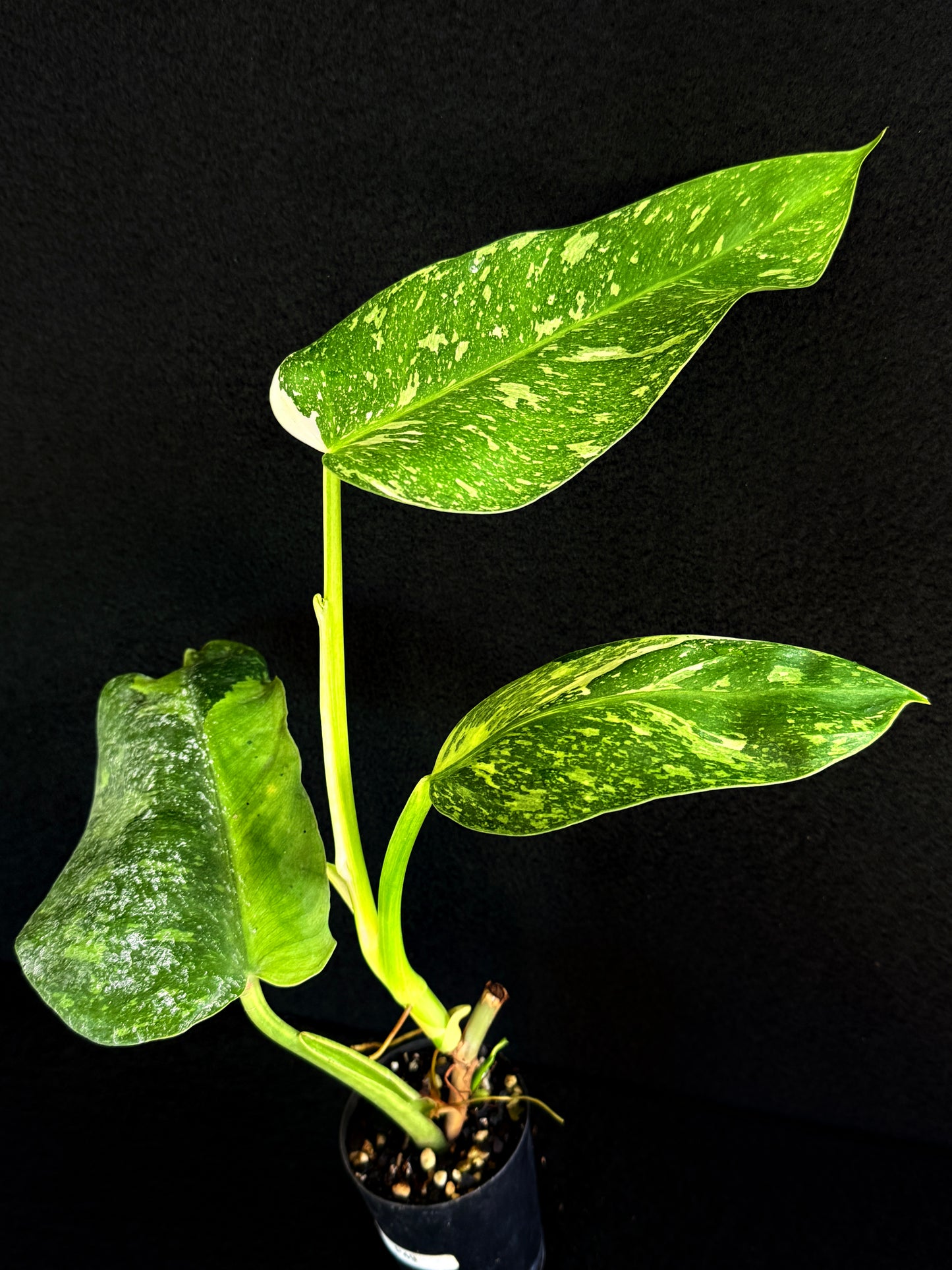 Philodendron 'Jose Buono' P49