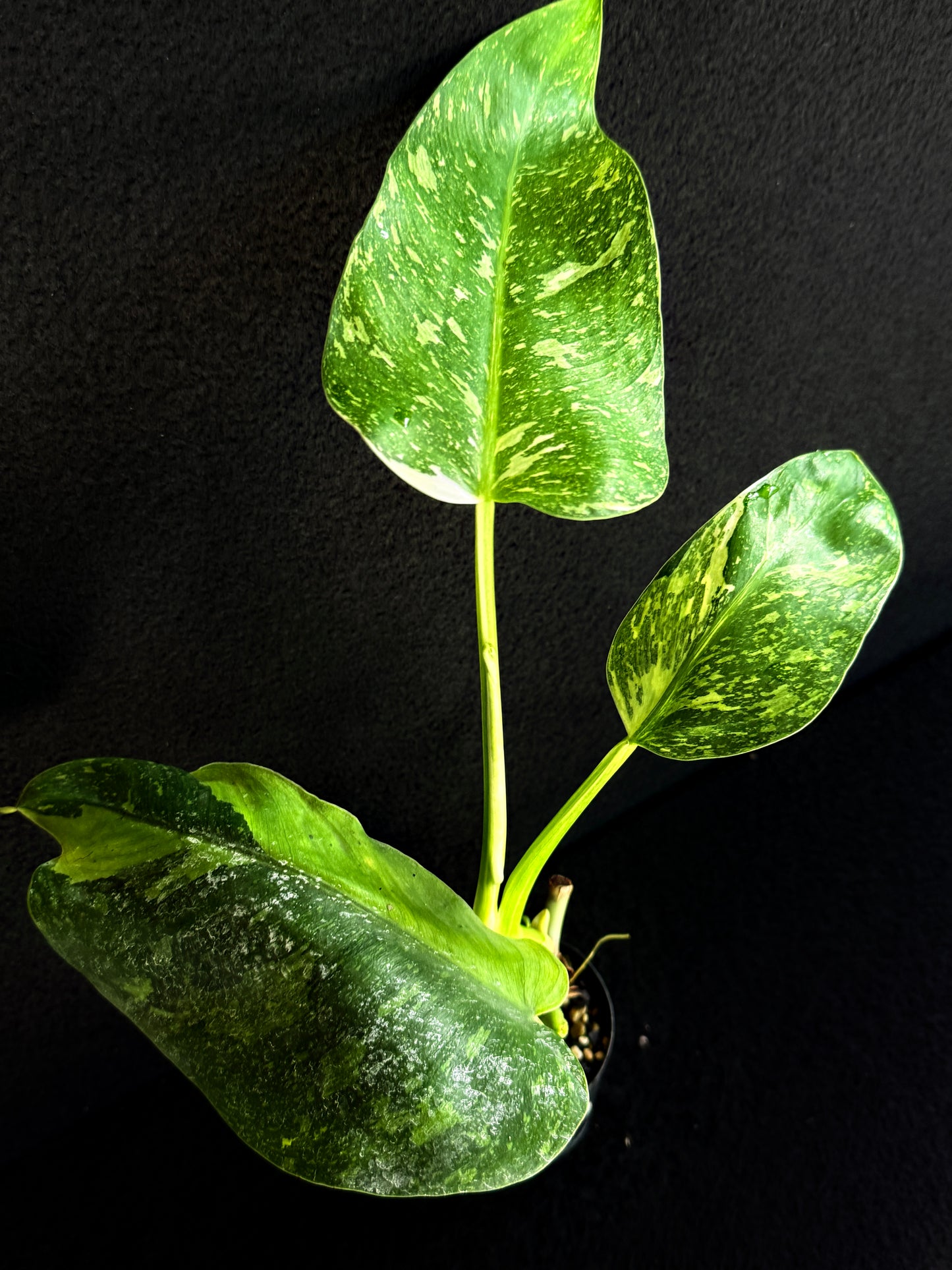 Philodendron 'Jose Buono' P49