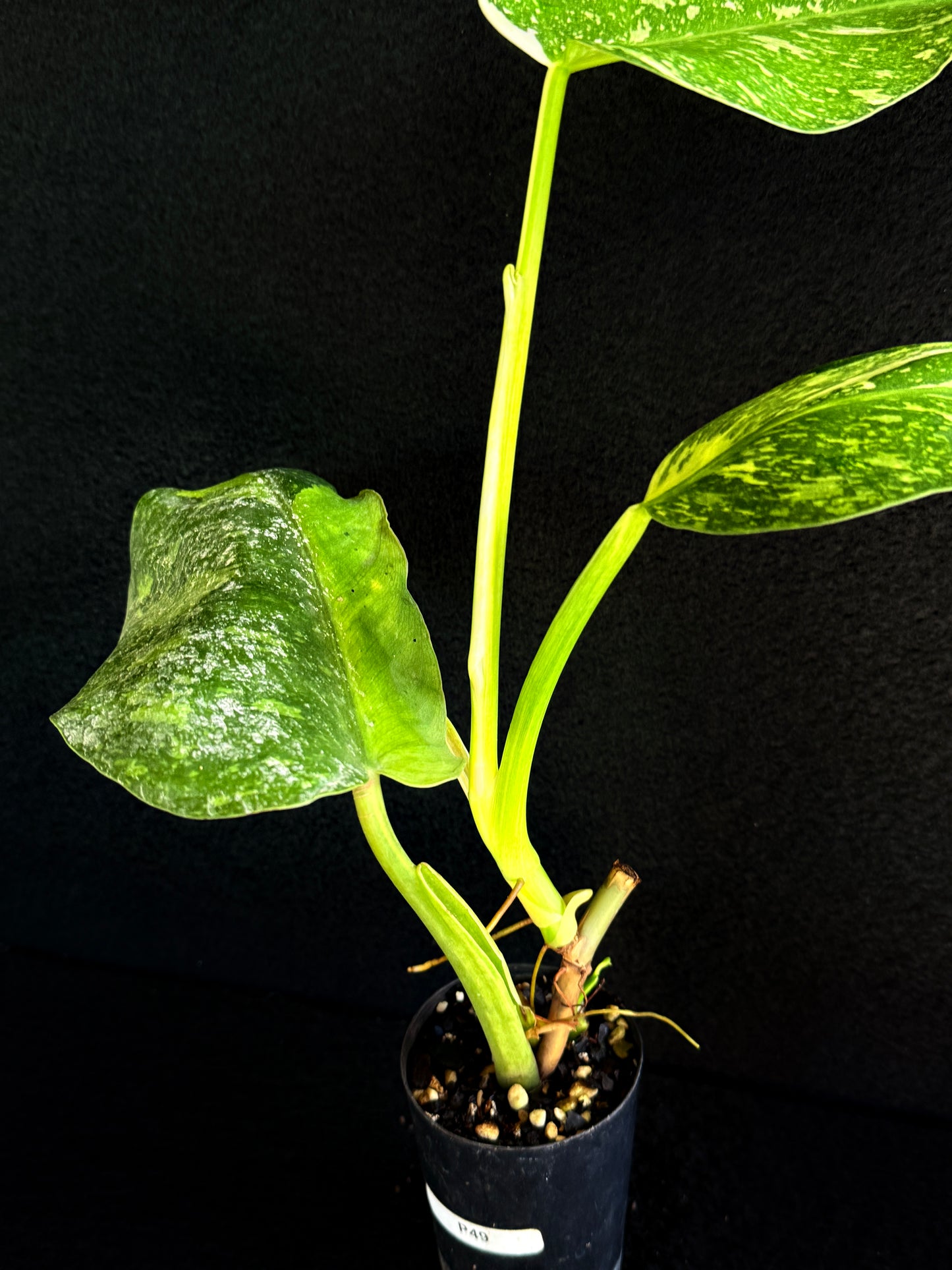 Philodendron 'Jose Buono' P49