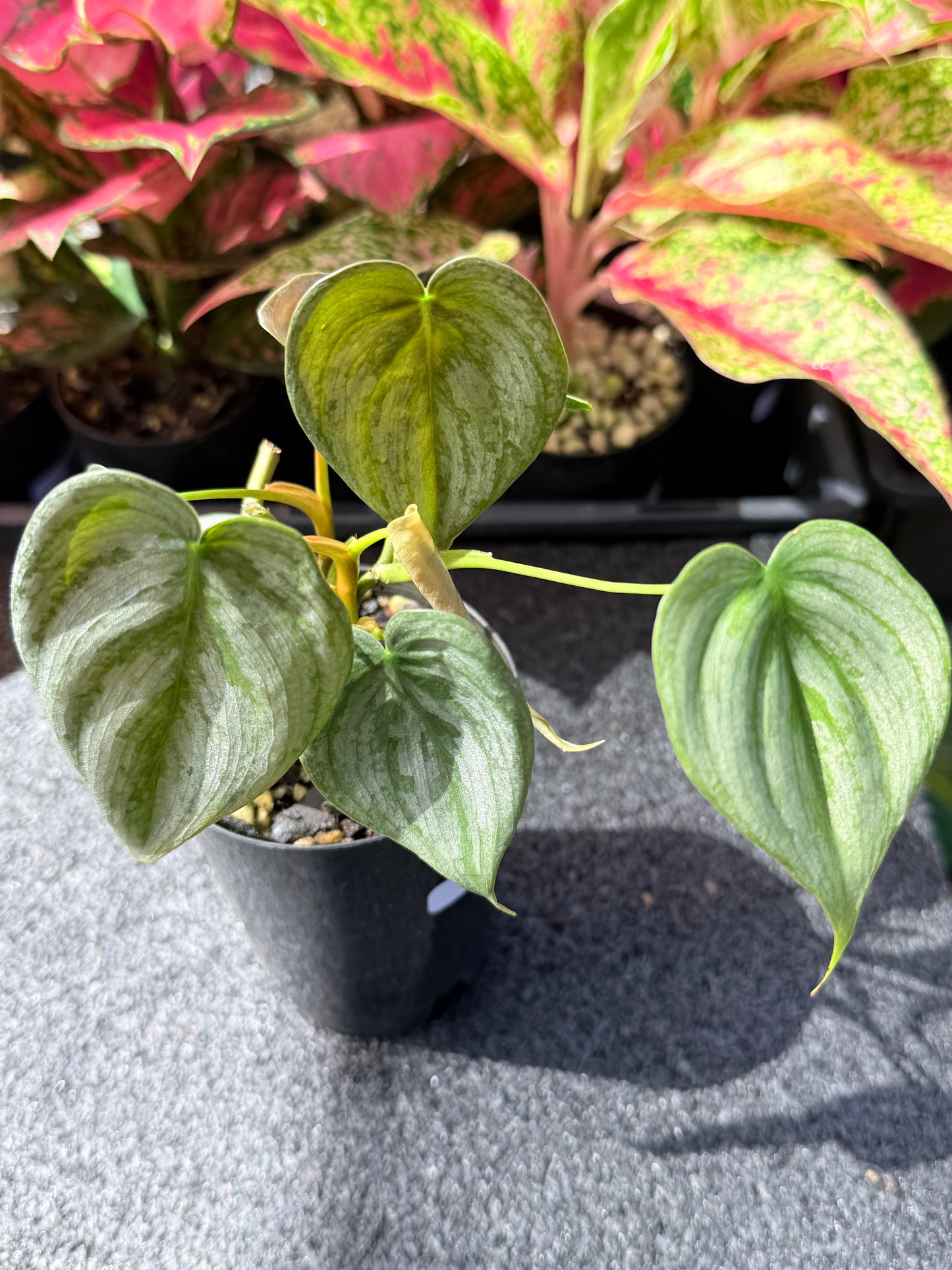 Philodendron Brandtianum L21
