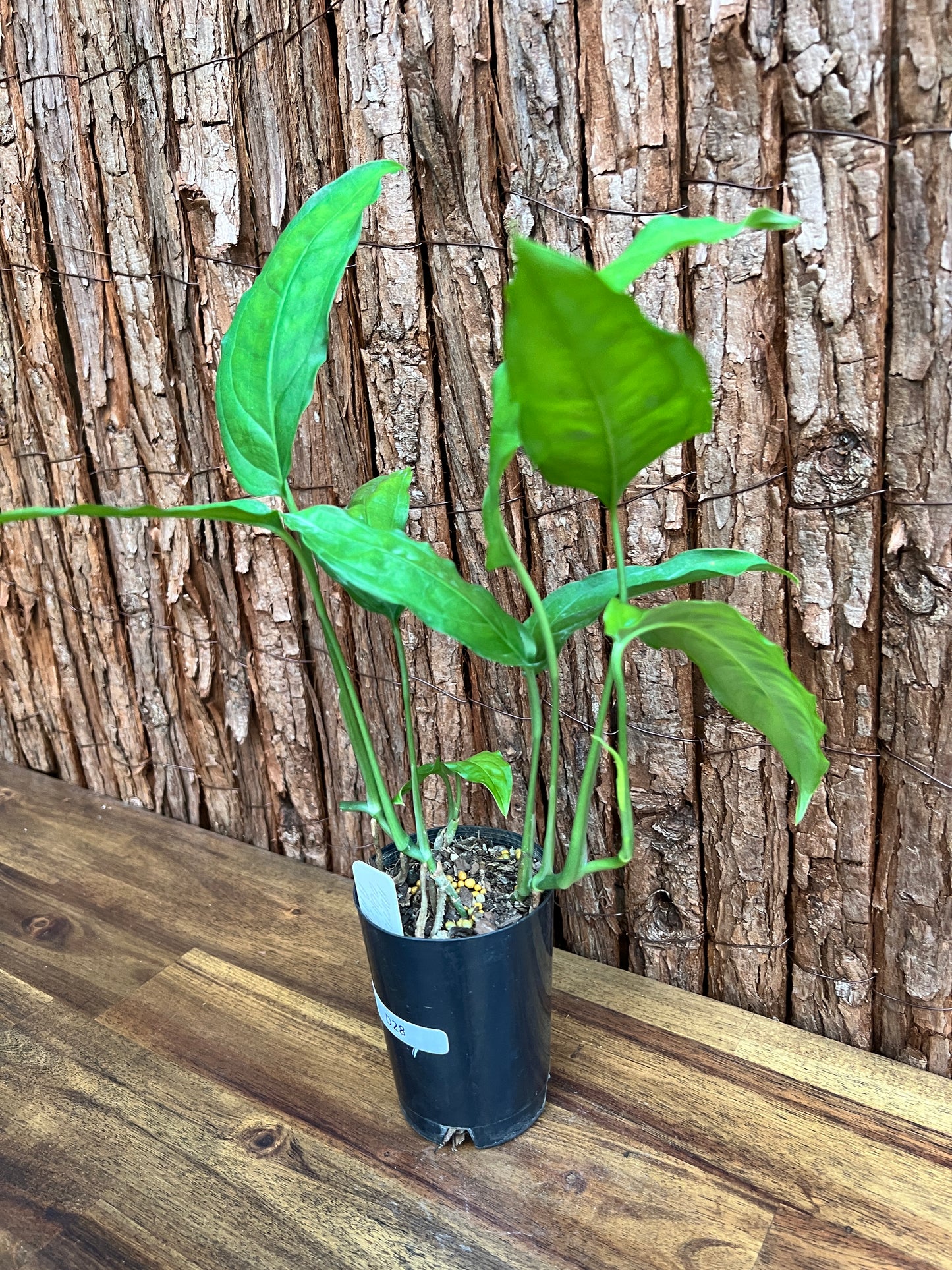 Monstera obliqua Amazonas D28