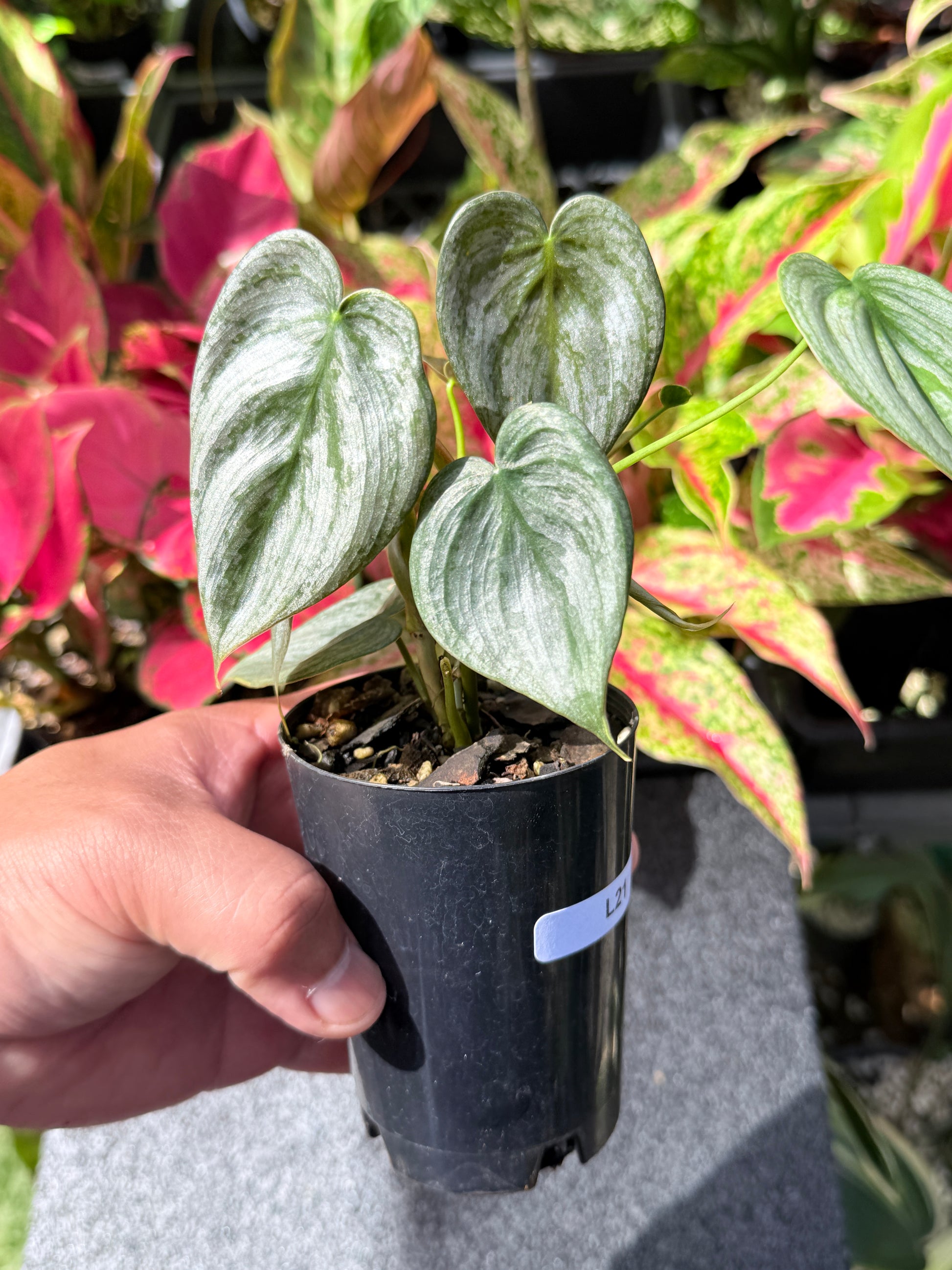 philodendron brandtianum australia Philodendron Brandtianum L21 – FNQ Tropical Plants