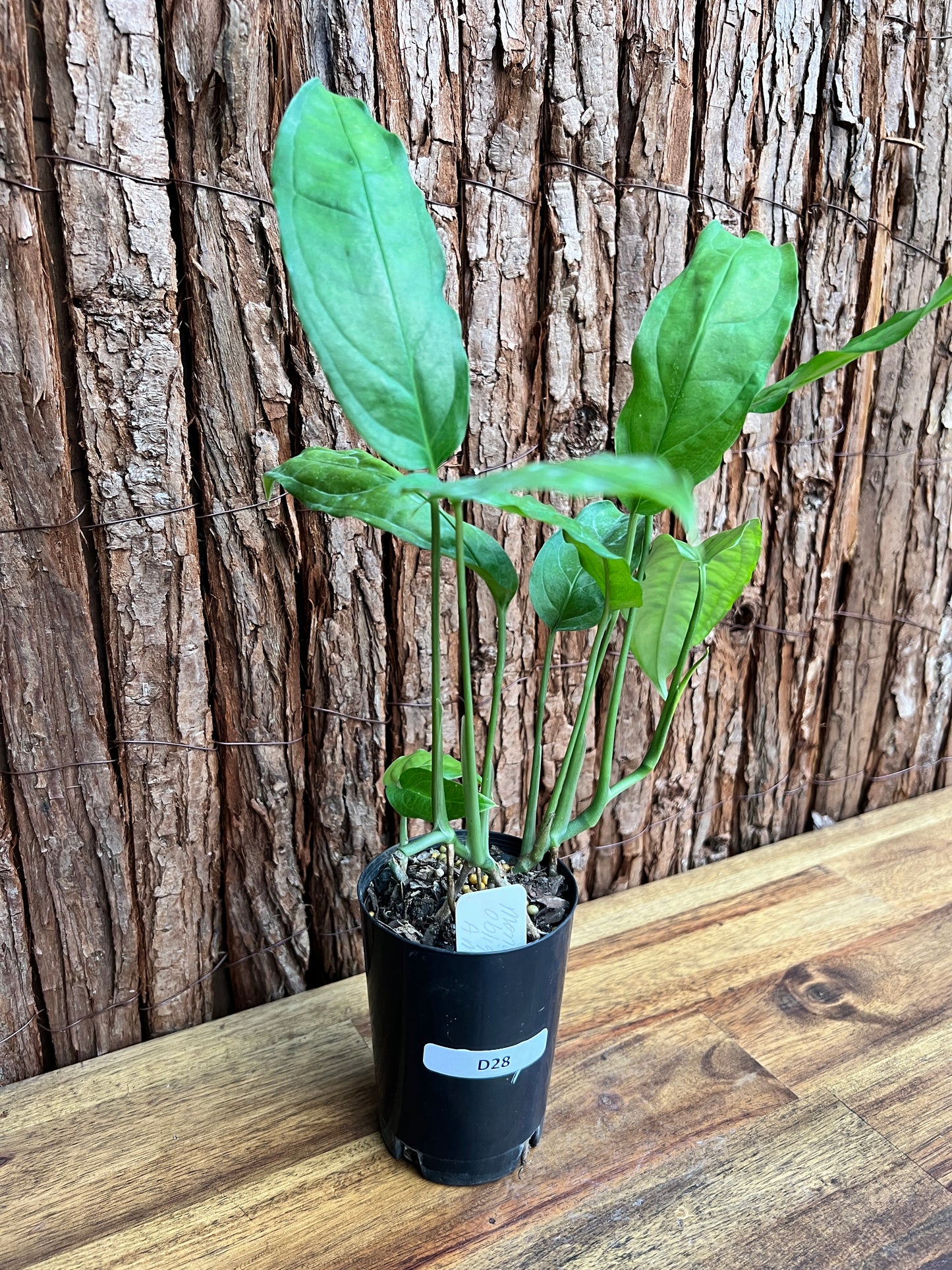 Monstera obliqua Amazonas D28