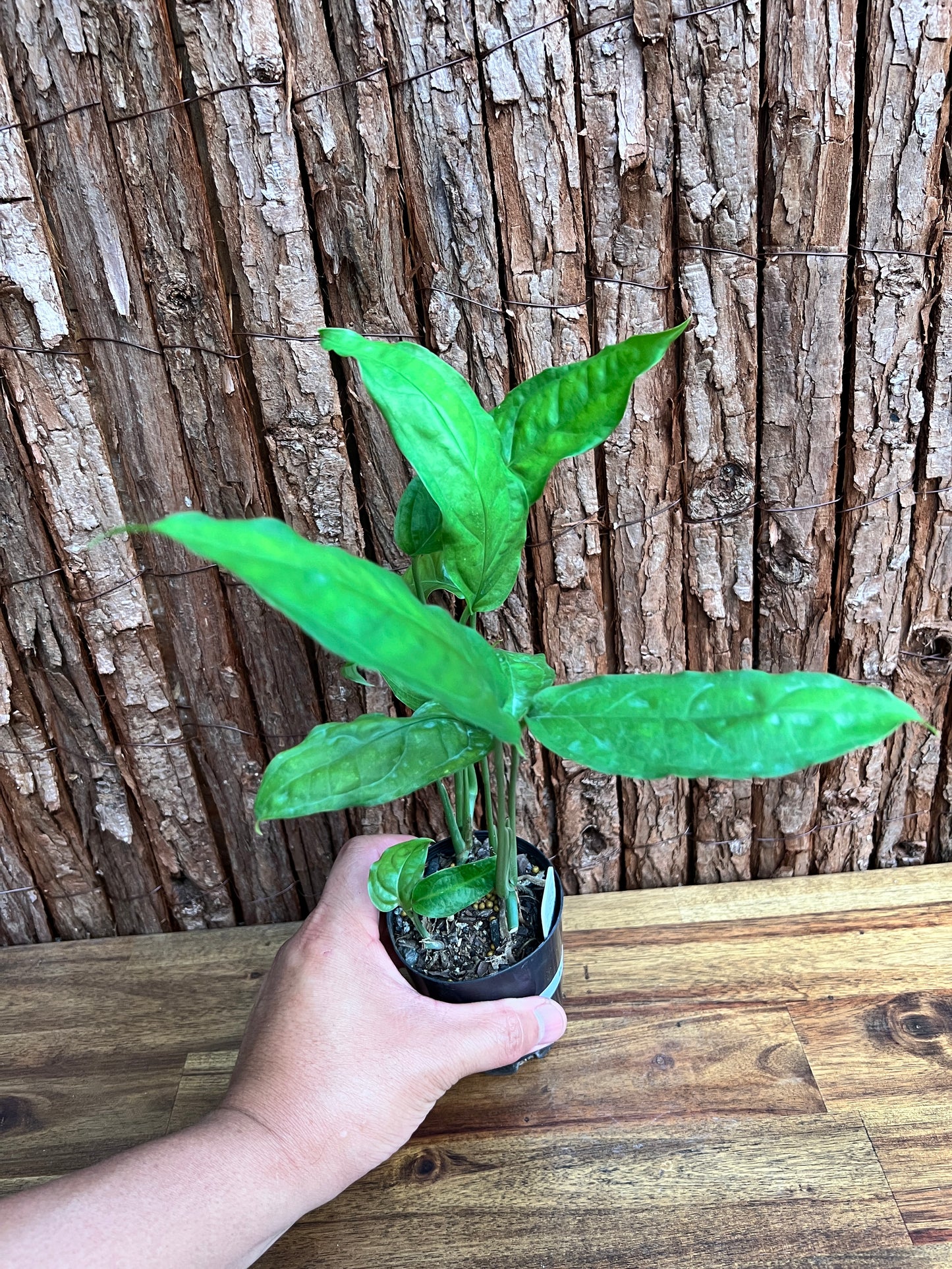 Monstera obliqua Amazonas D28