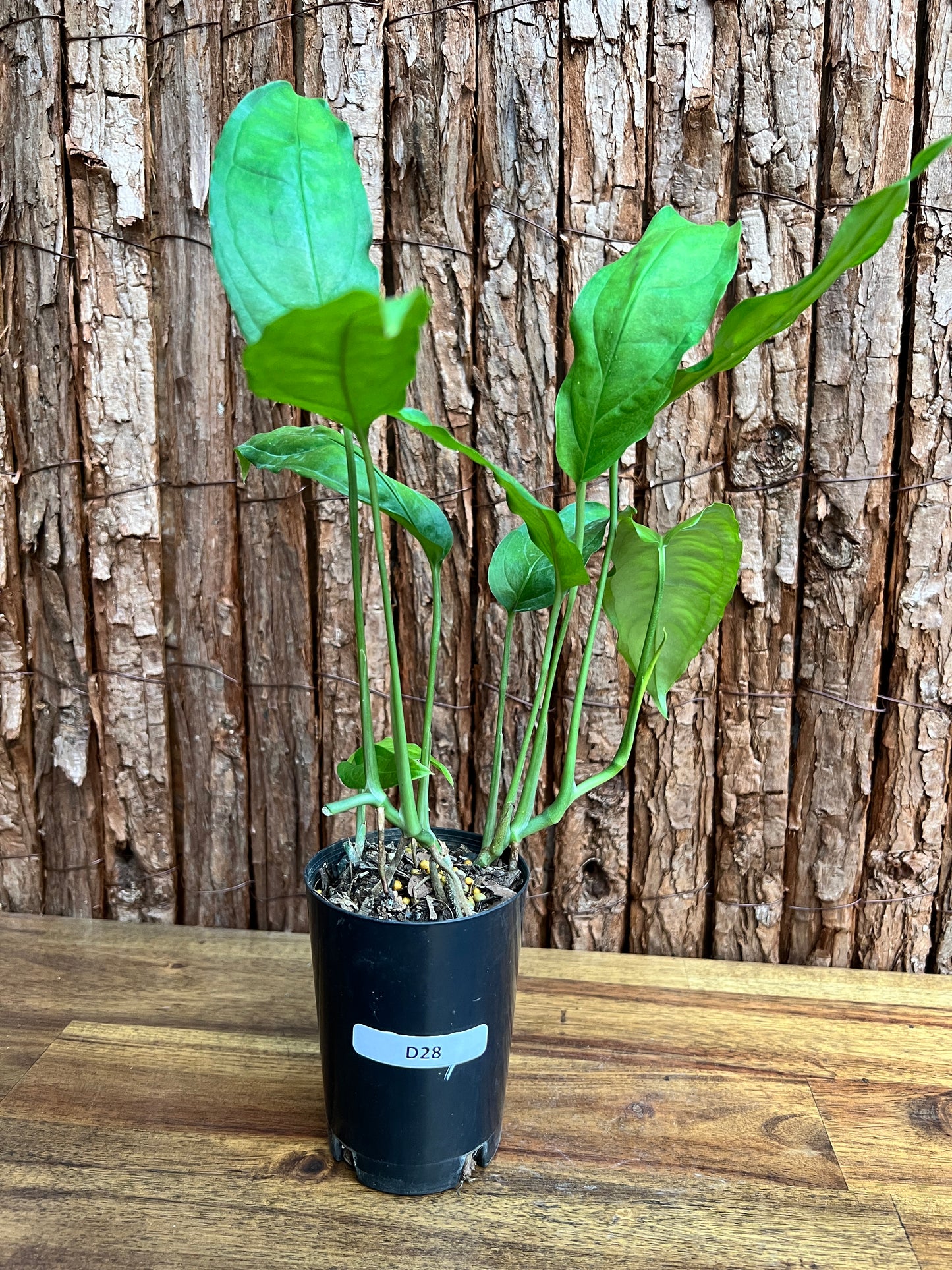 Monstera obliqua Amazonas D28