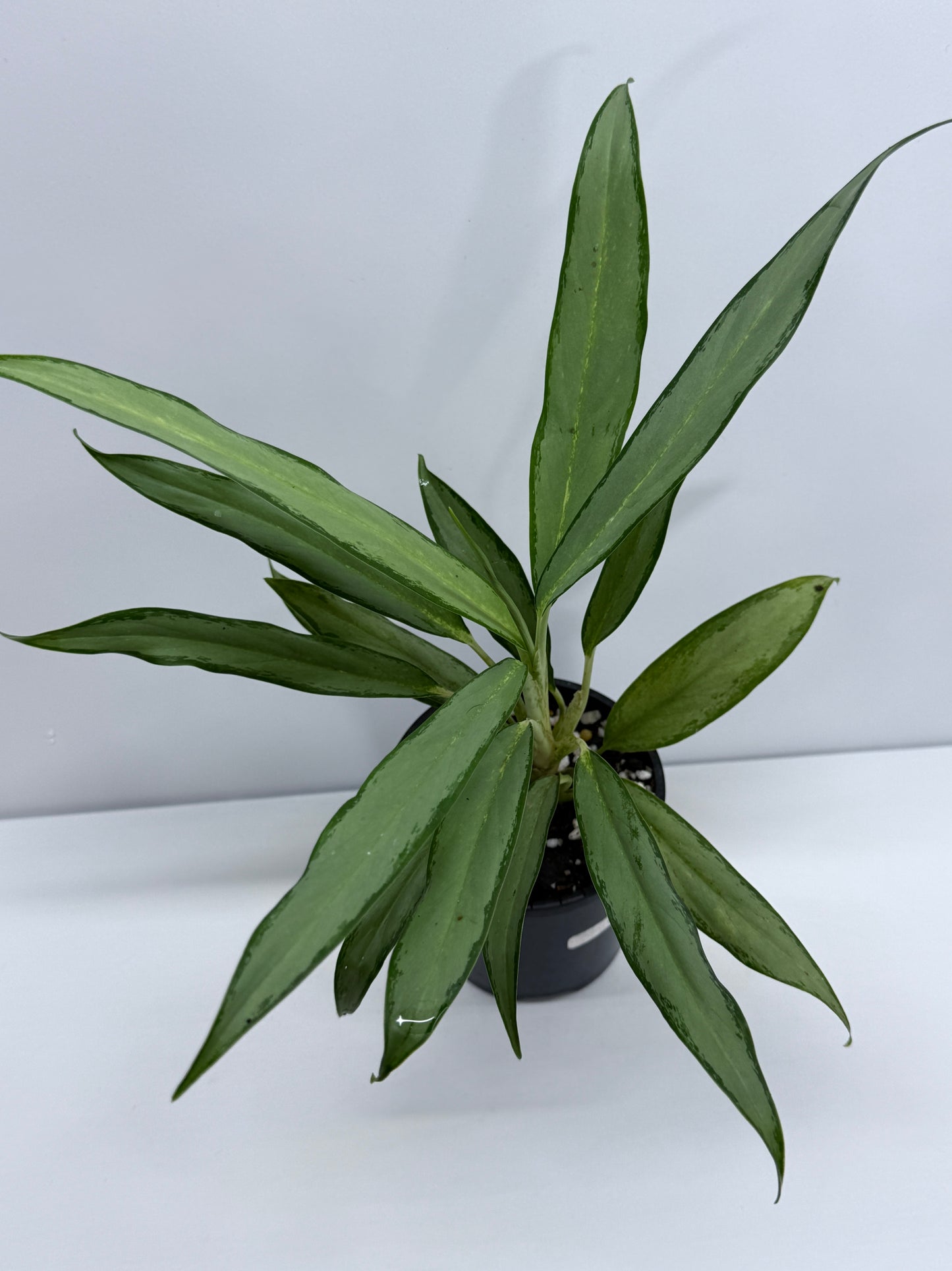 Aglaonema White Lance J17 - Rarely Offered