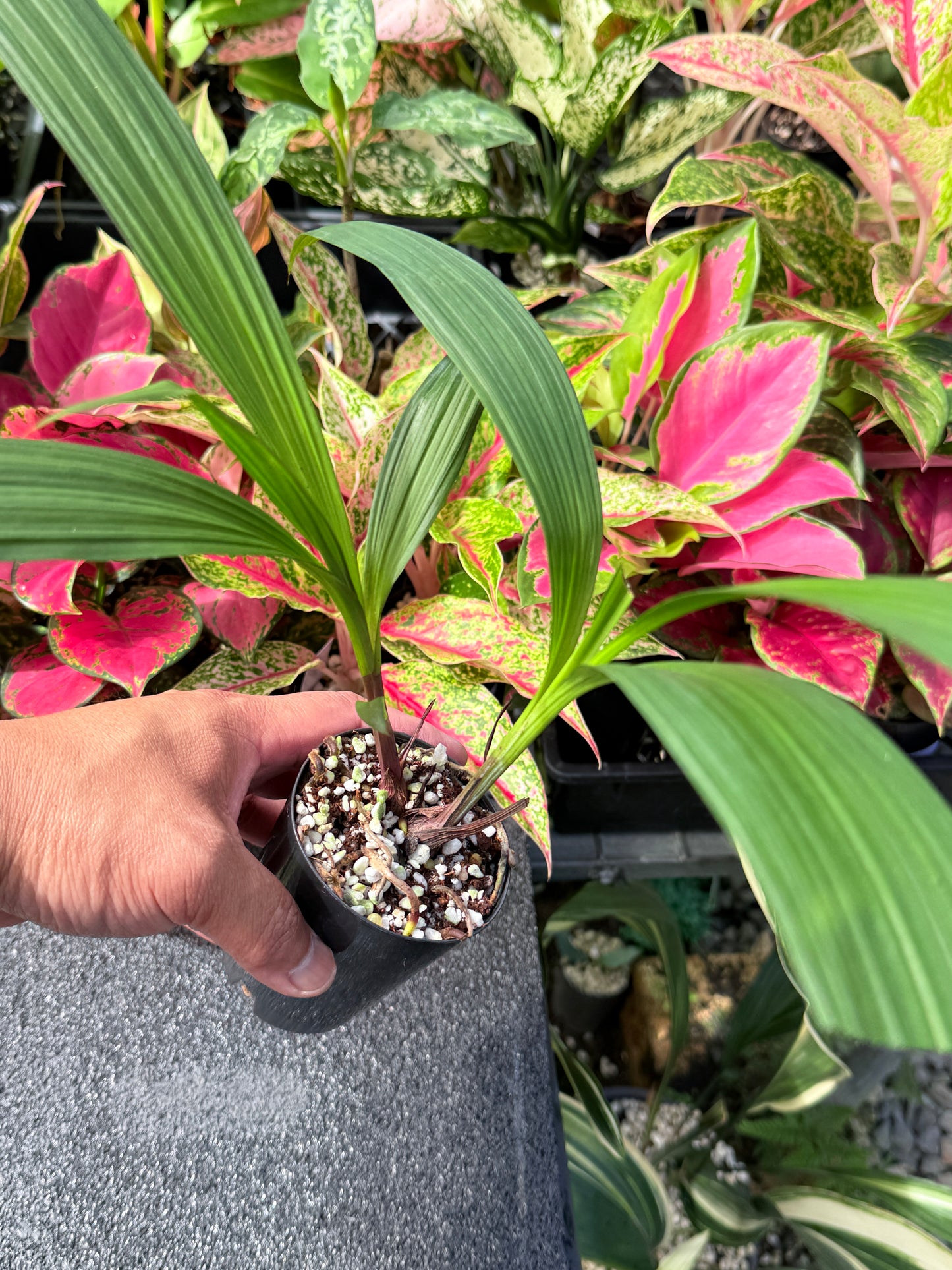 Spathoglottis 'Lemon Kiss' L27