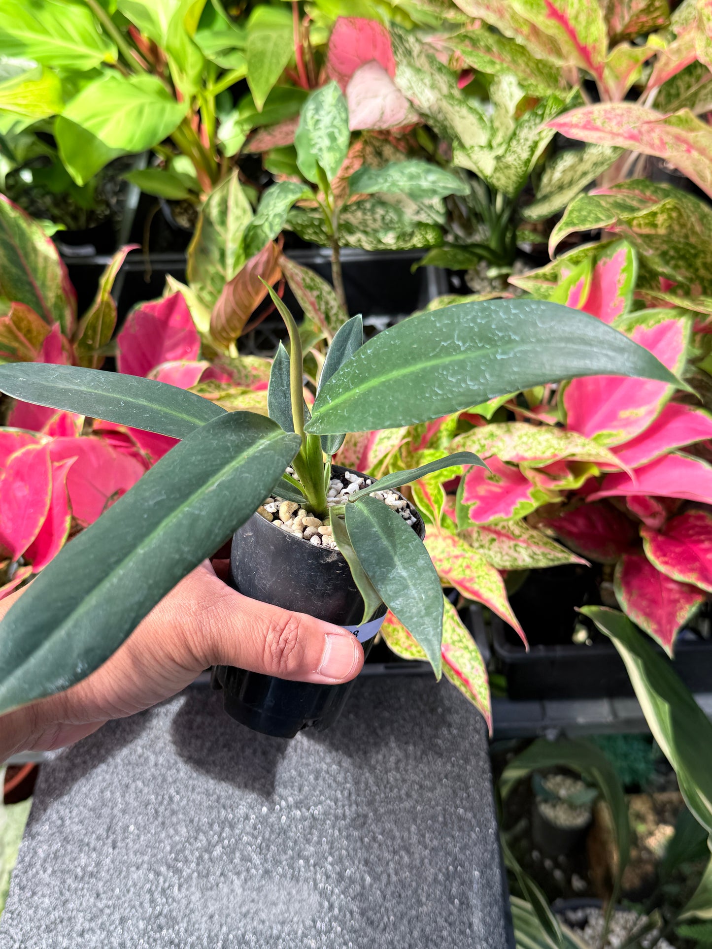 Philodendron Linnaei L28