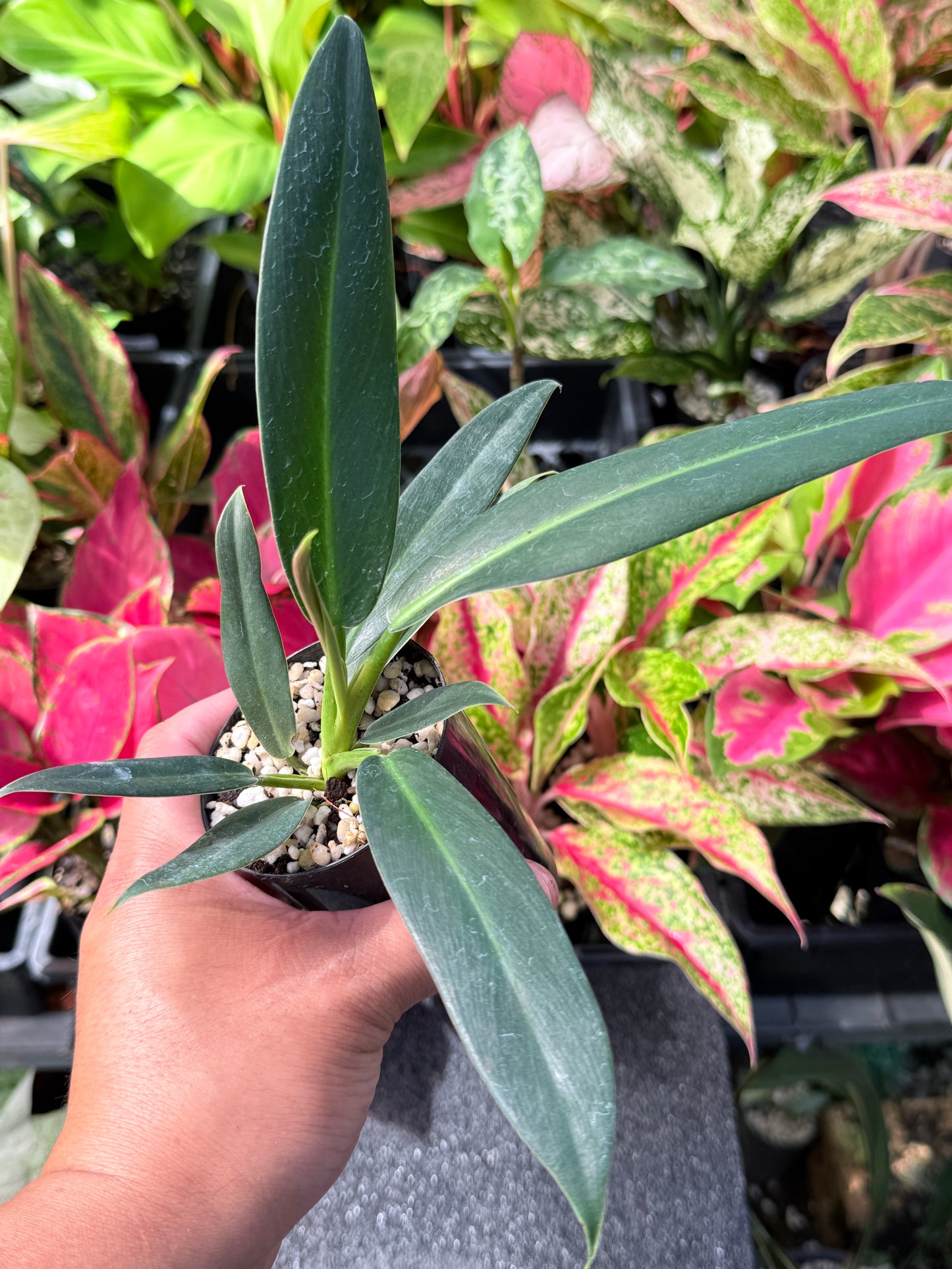 Philodendron Linnaei L28