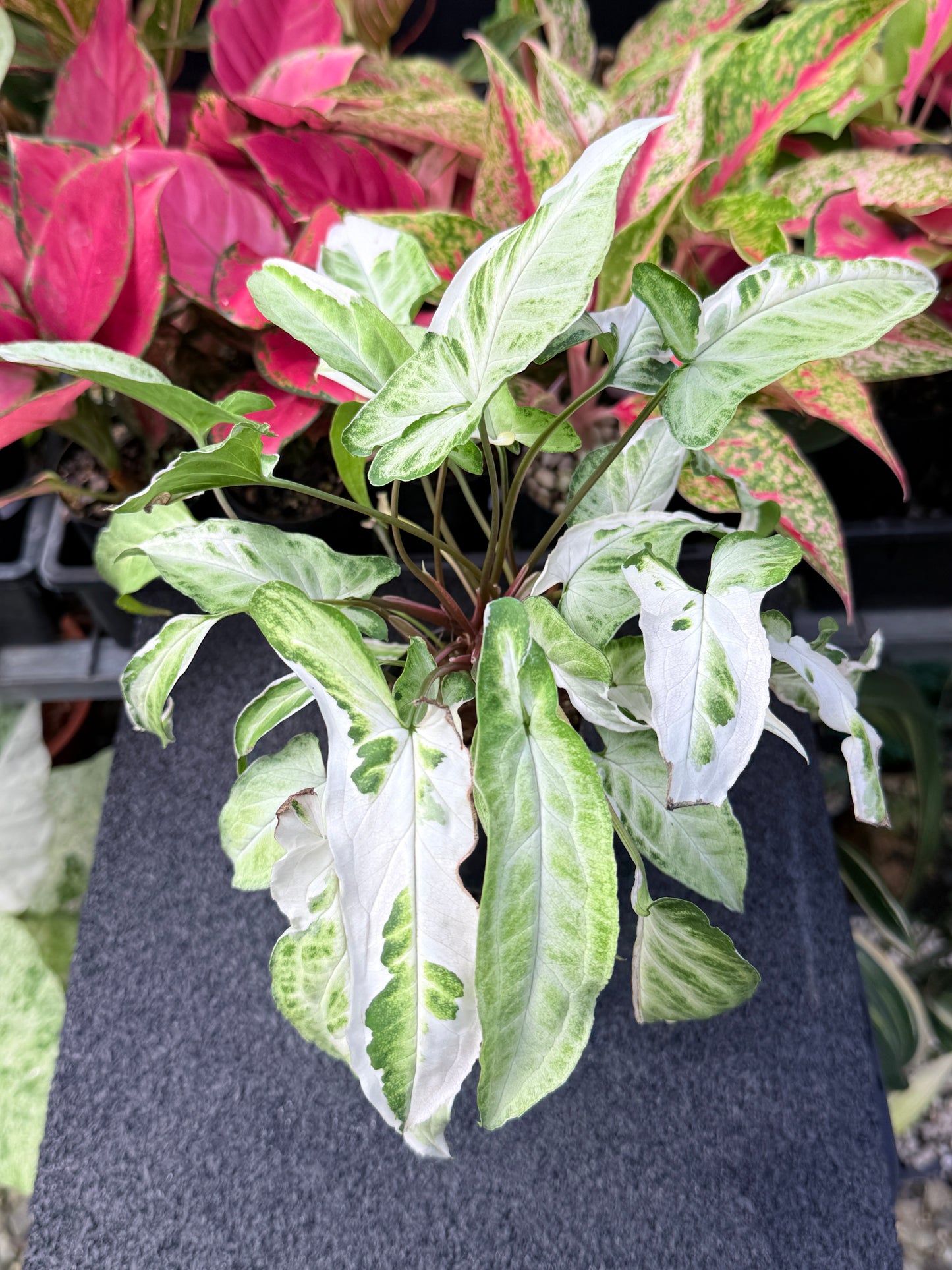 Syngonium 'Starlite' B1