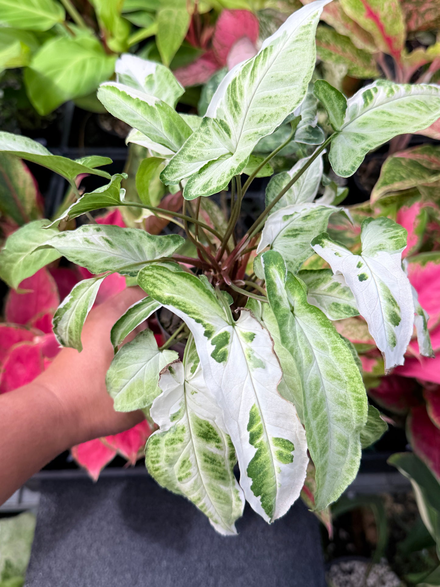 Syngonium 'Starlite' B1