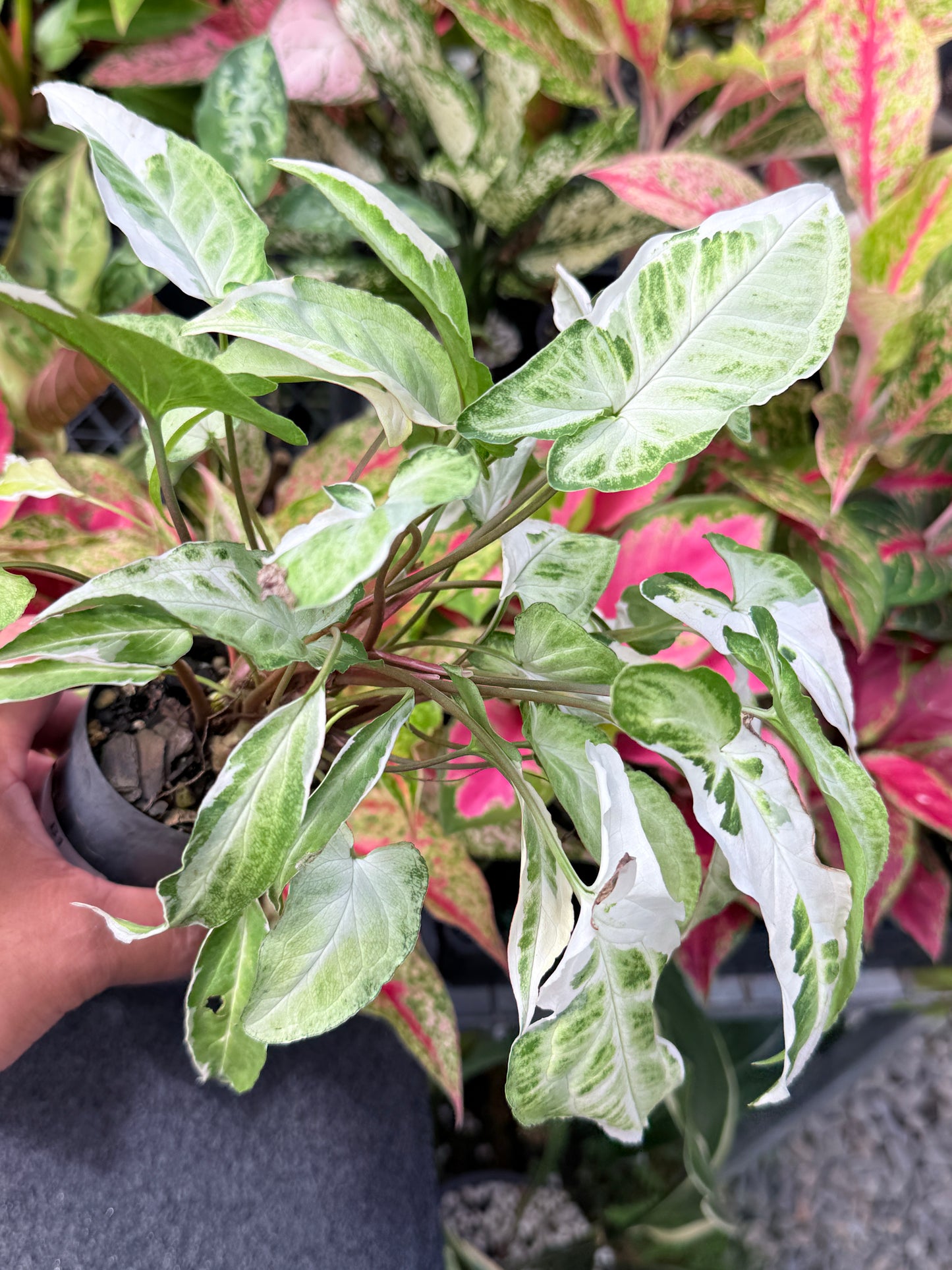 Syngonium 'Starlite' B1