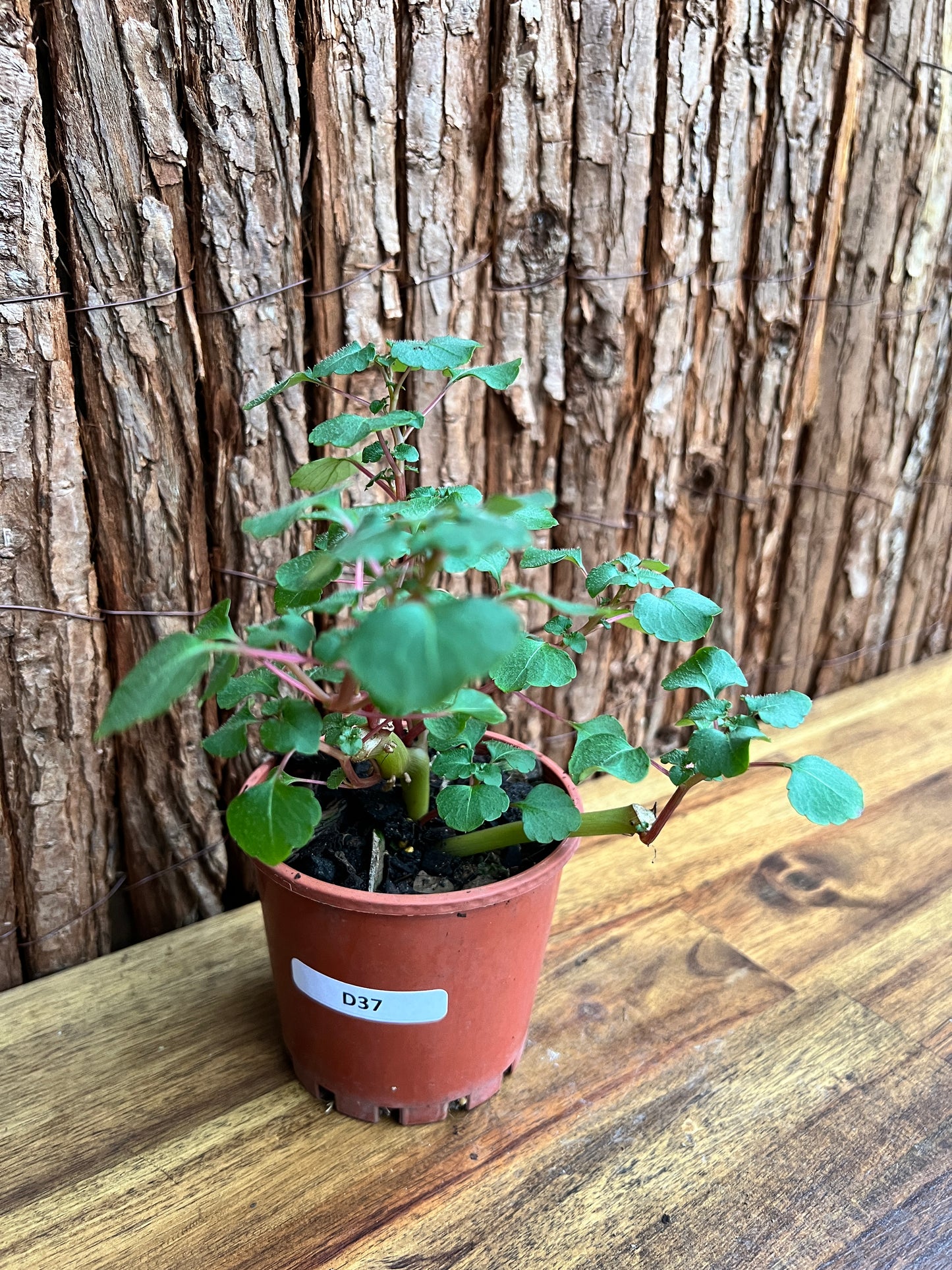 Impatiens repens Ceylon Balsam D37