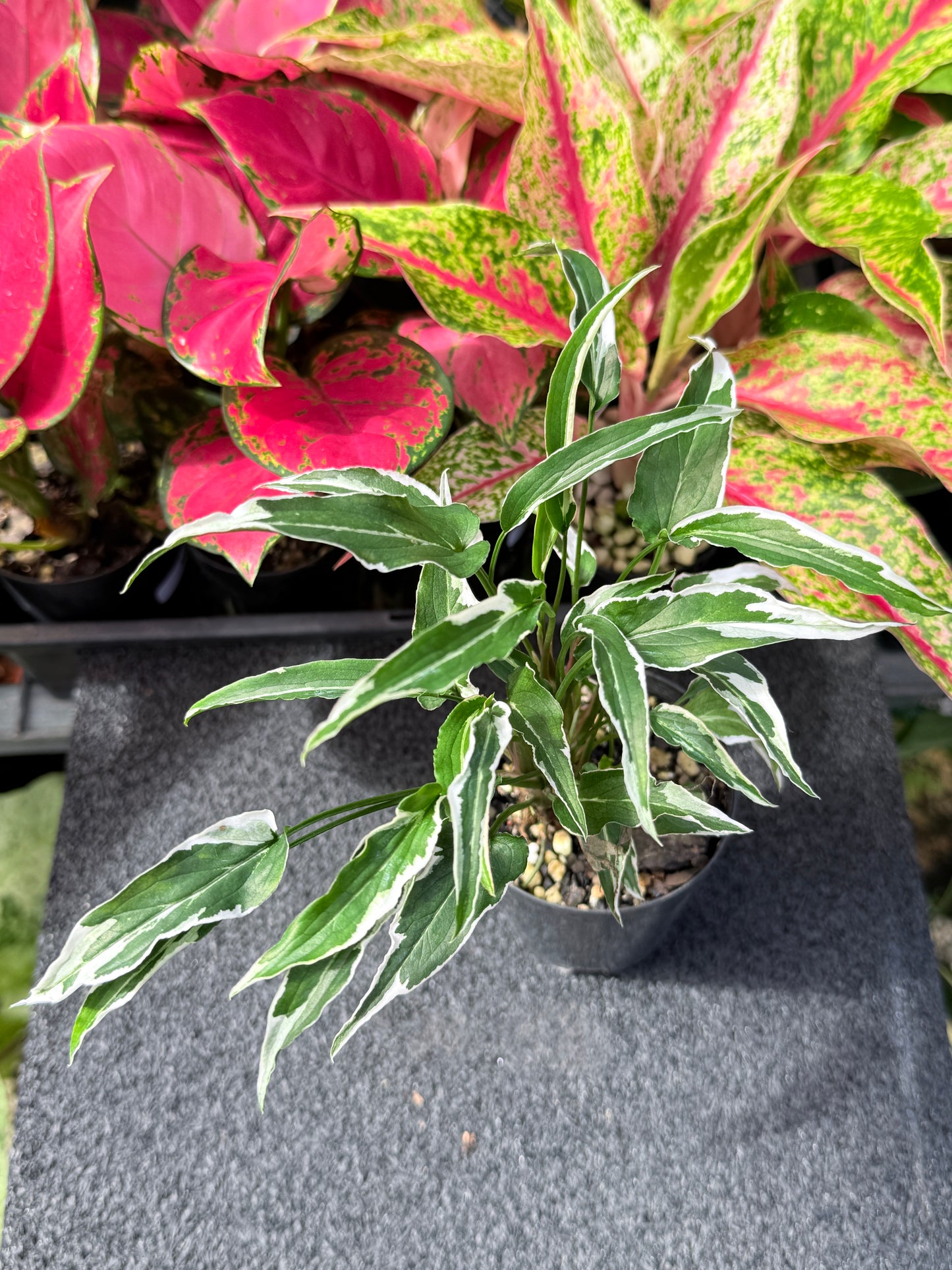 Syngonium 'Ngern Lai Ma' L31