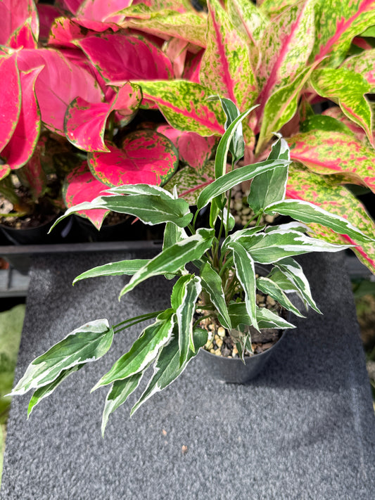 Syngonium 'Ngern Lai Ma' L31