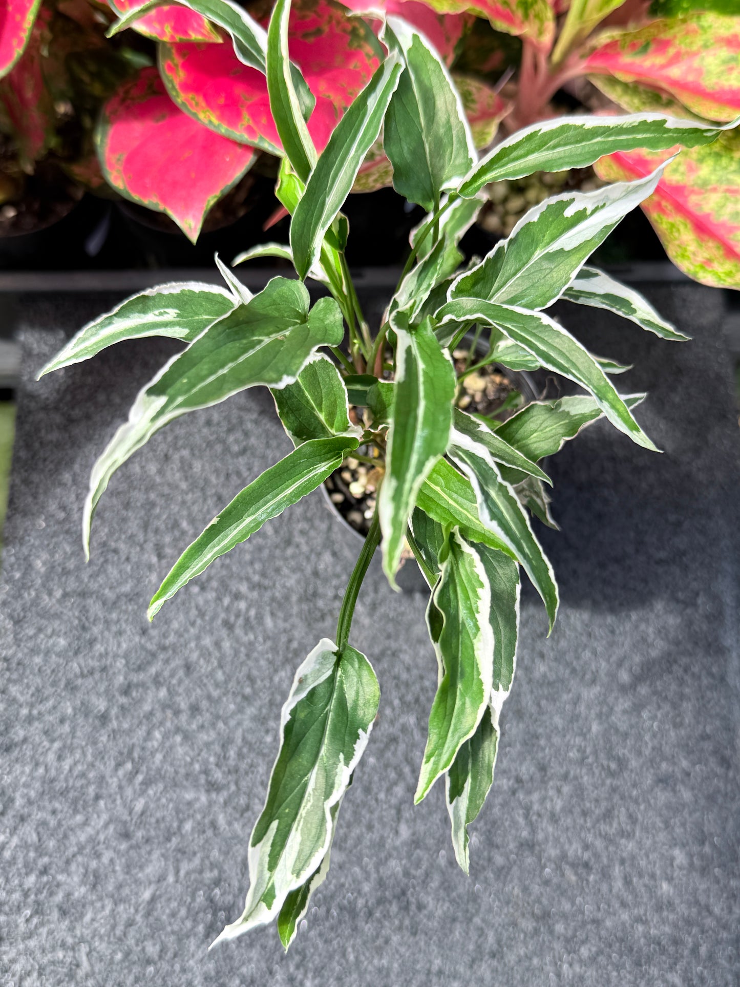 Syngonium 'Ngern Lai Ma' L31