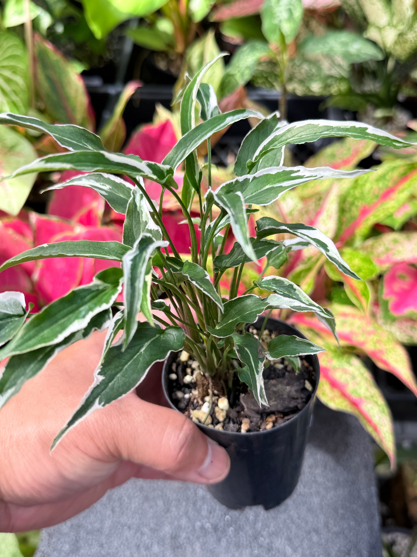 Syngonium 'Ngern Lai Ma' L31
