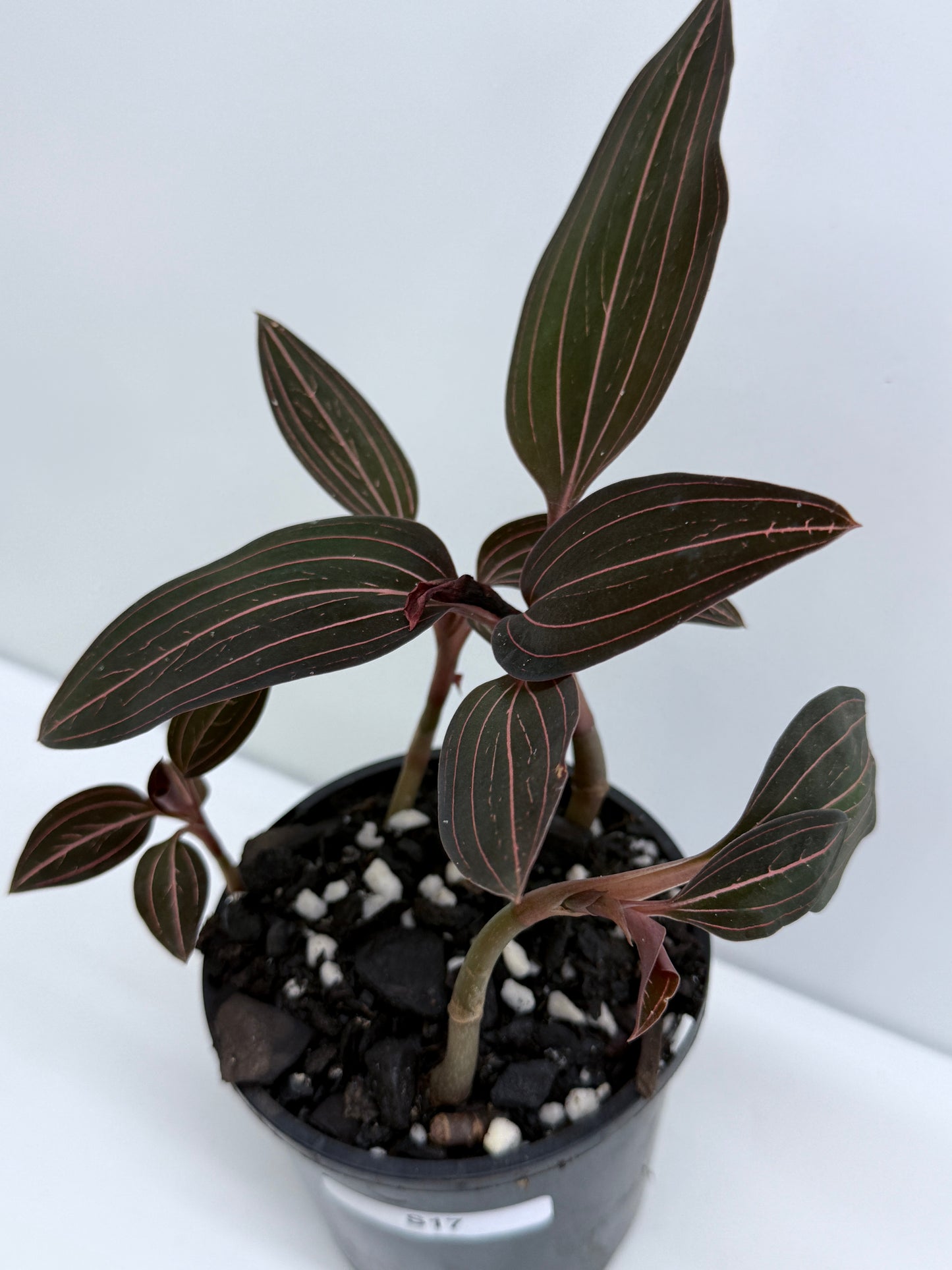 Ludisia discolor - Jewel Orchid S17