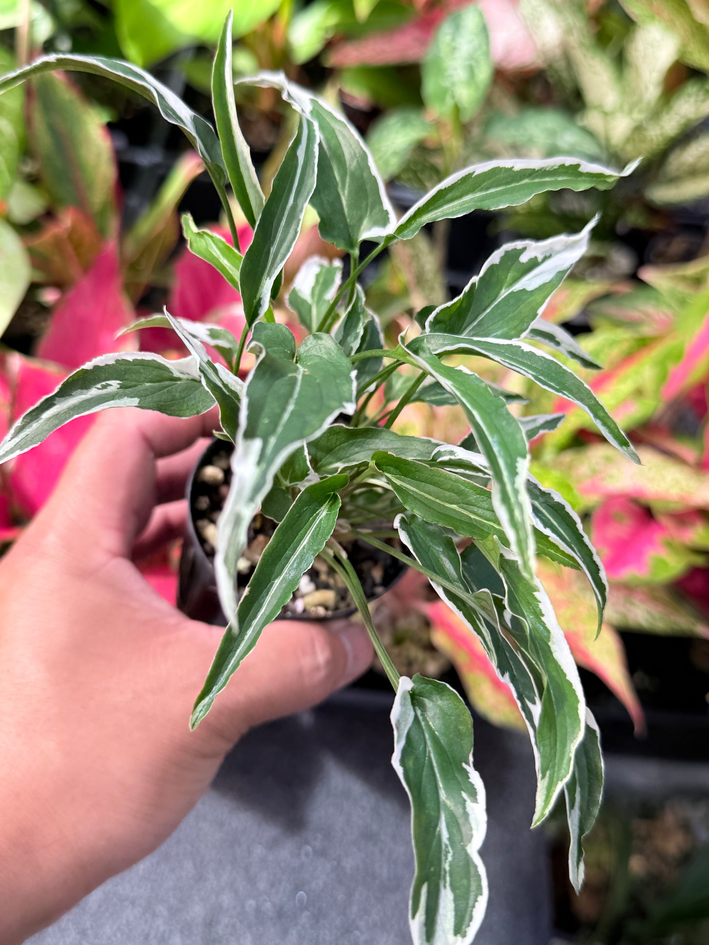 Syngonium 'Ngern Lai Ma' L31