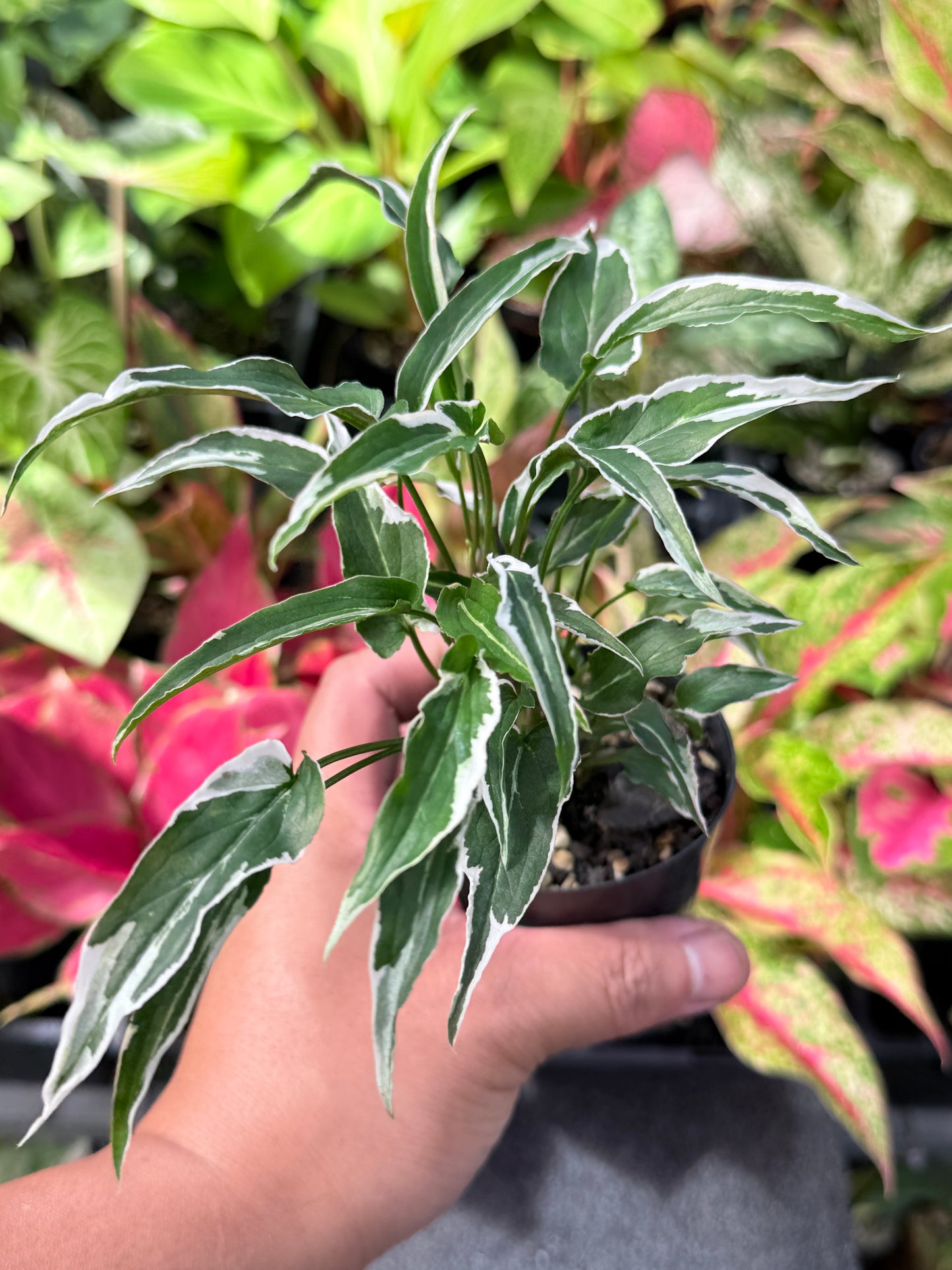 Syngonium 'Ngern Lai Ma' L31