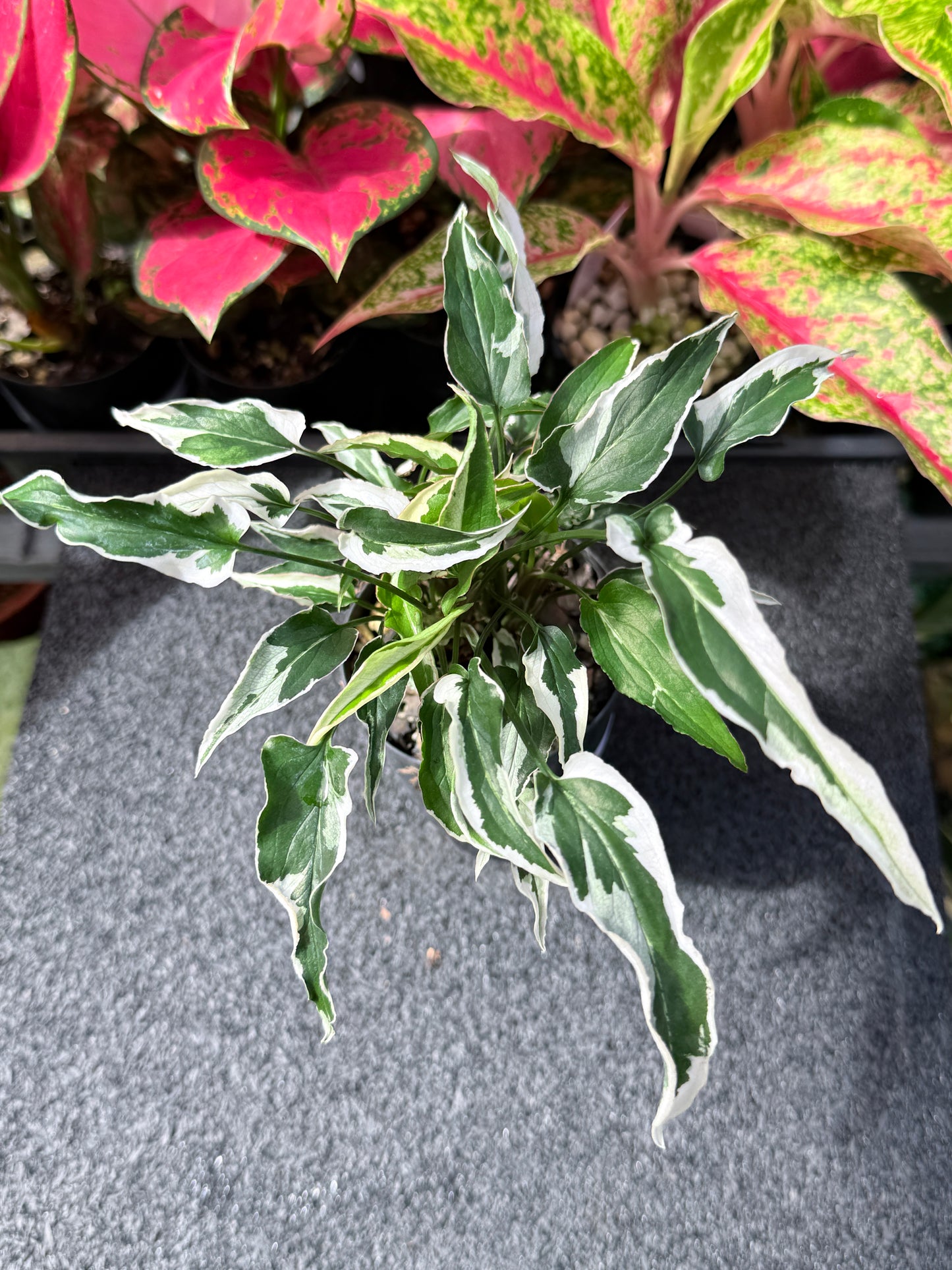 Syngonium 'Ngern Lai Ma' L32